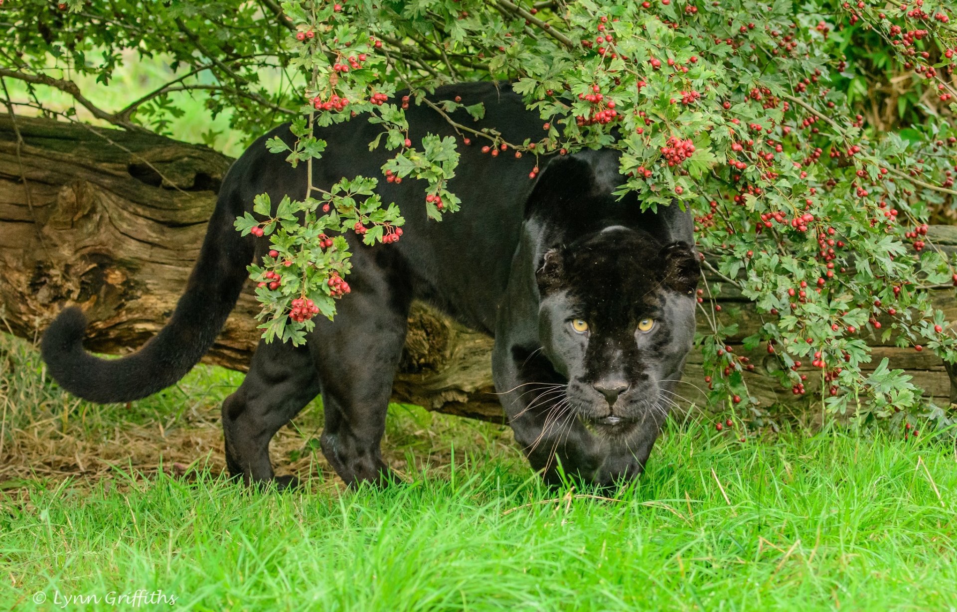 wild cat predator power face green foliage berries summer zoo