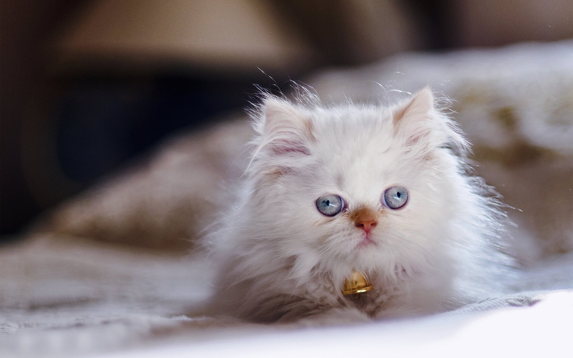 himalaya-katze persischer farbpunkt blaue augen blick