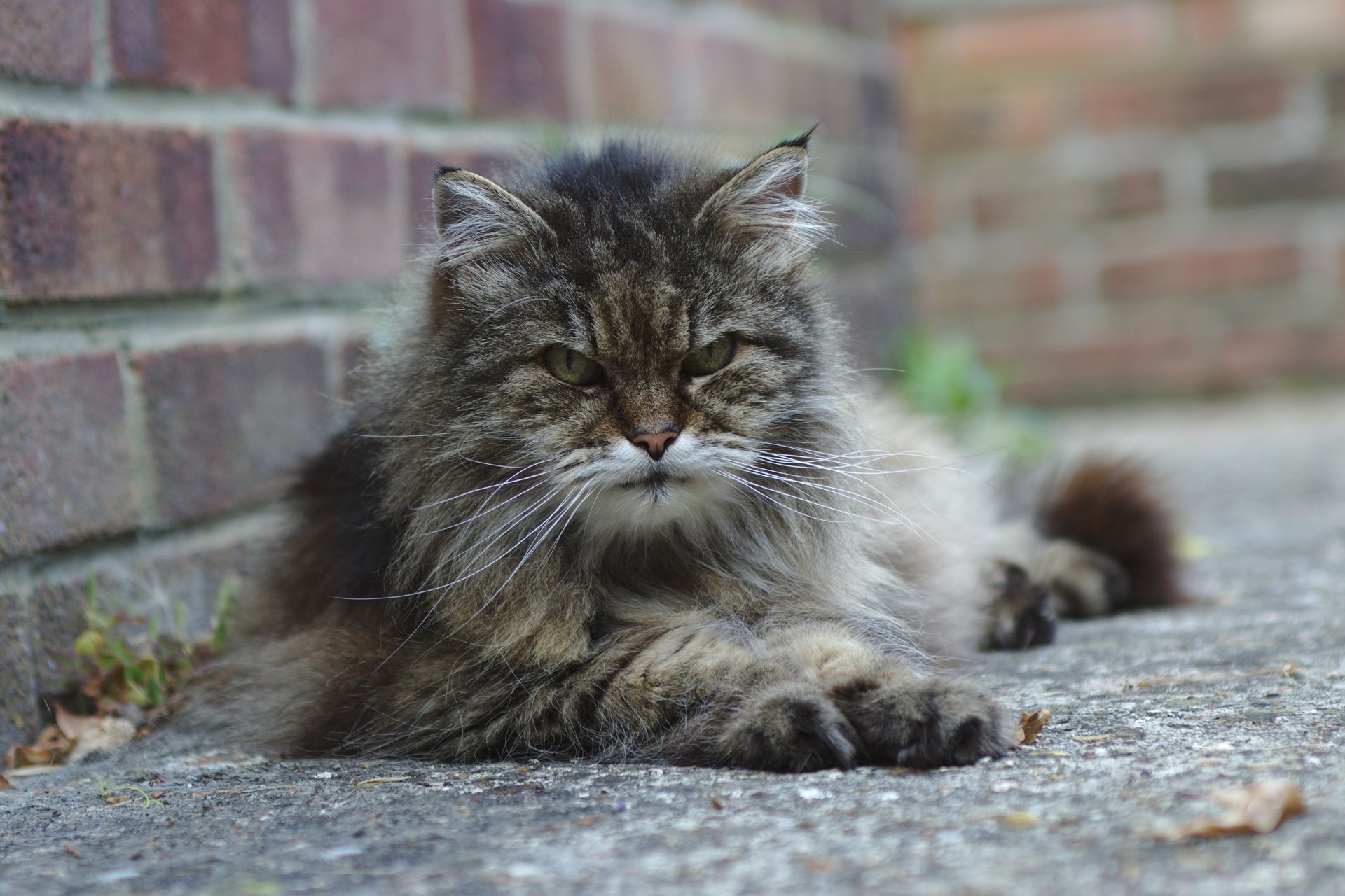 gatto grigio si trova vista arrabbiato strada