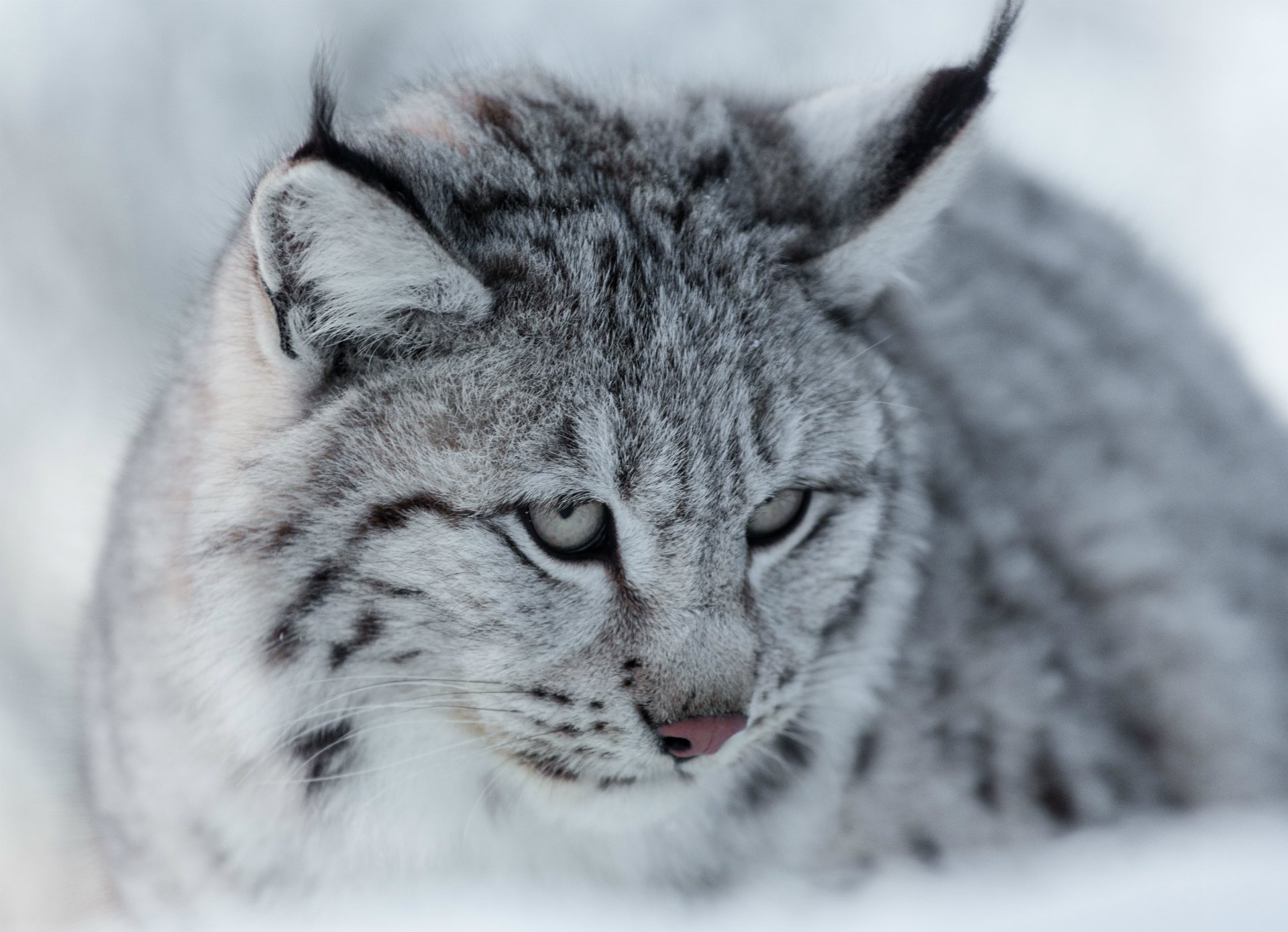 eurasian lynx grey wild cat snout view portrait