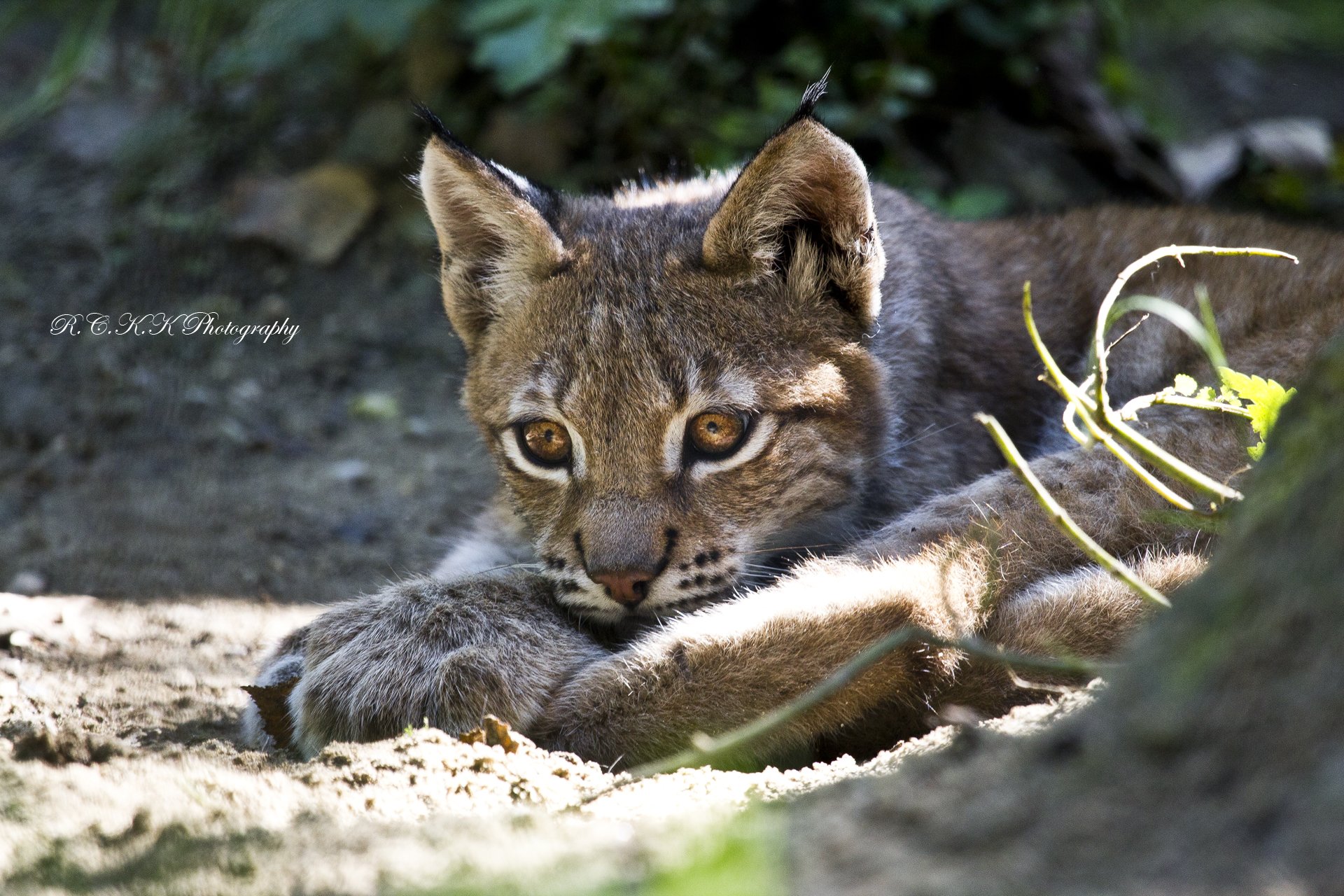 lynx repos prédateur