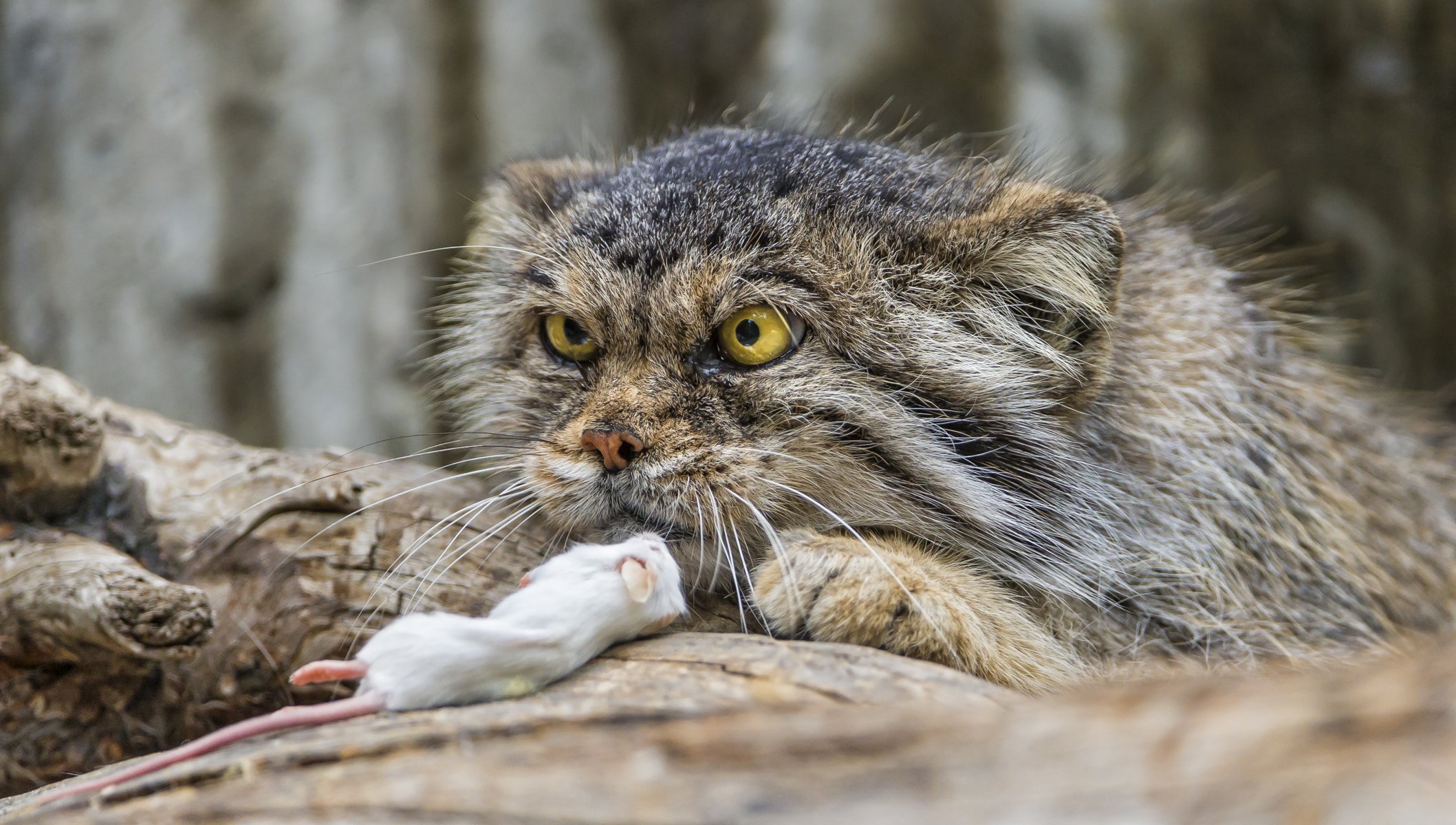 manul gatto topo sguardo ©tambako the jaguar