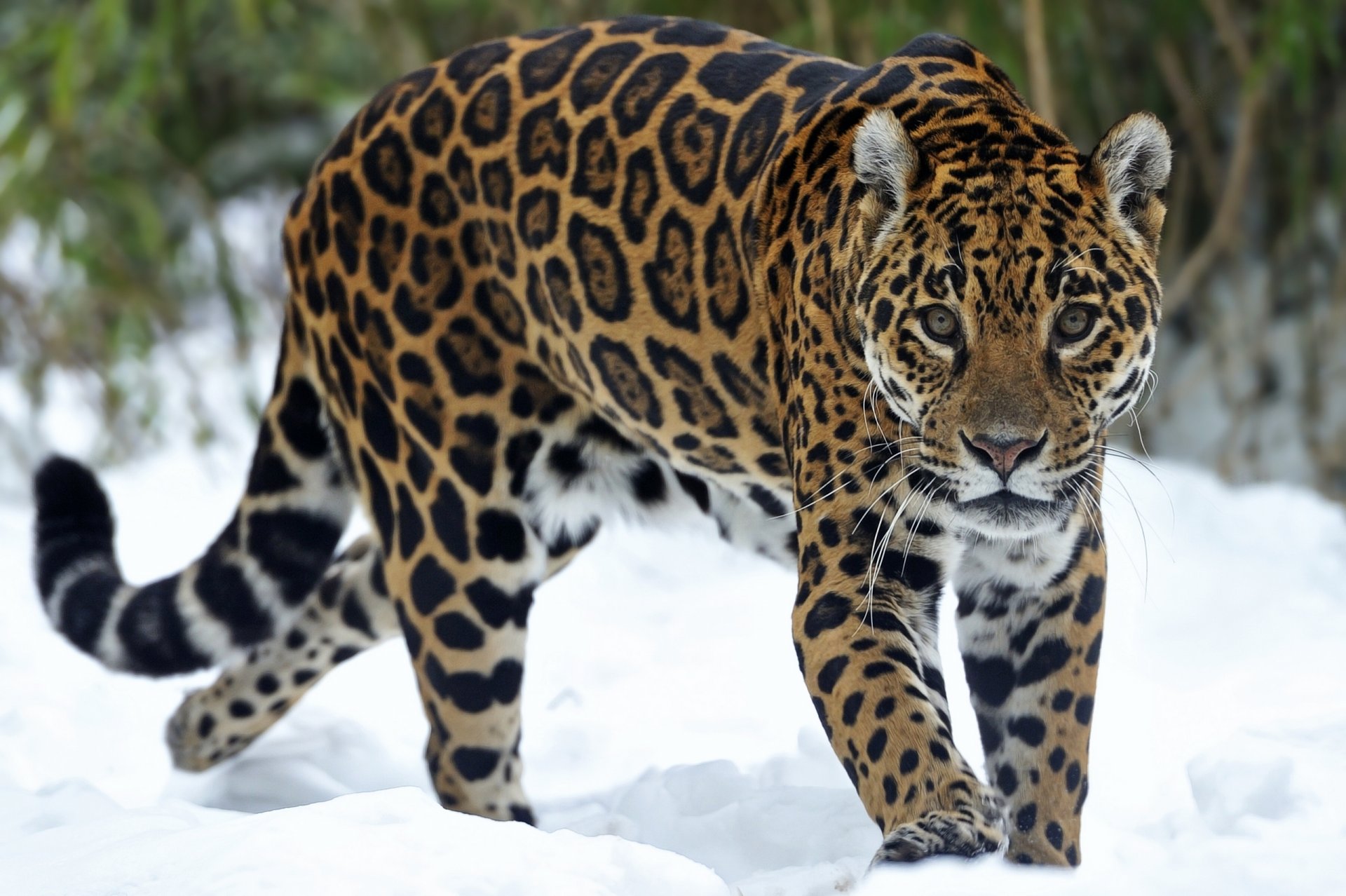 jaguar predator snow view