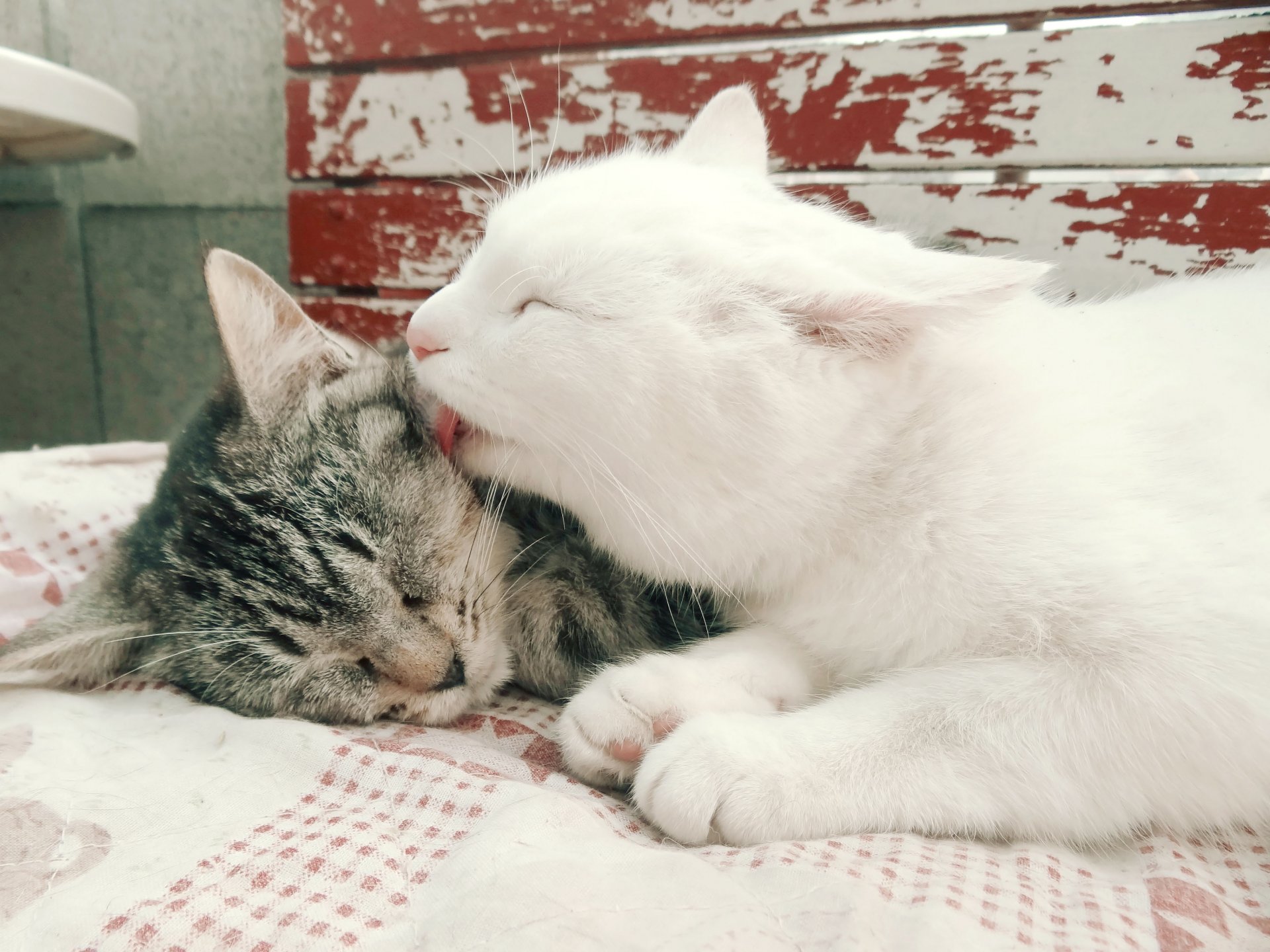 gatos blanco dos rayas mimimi