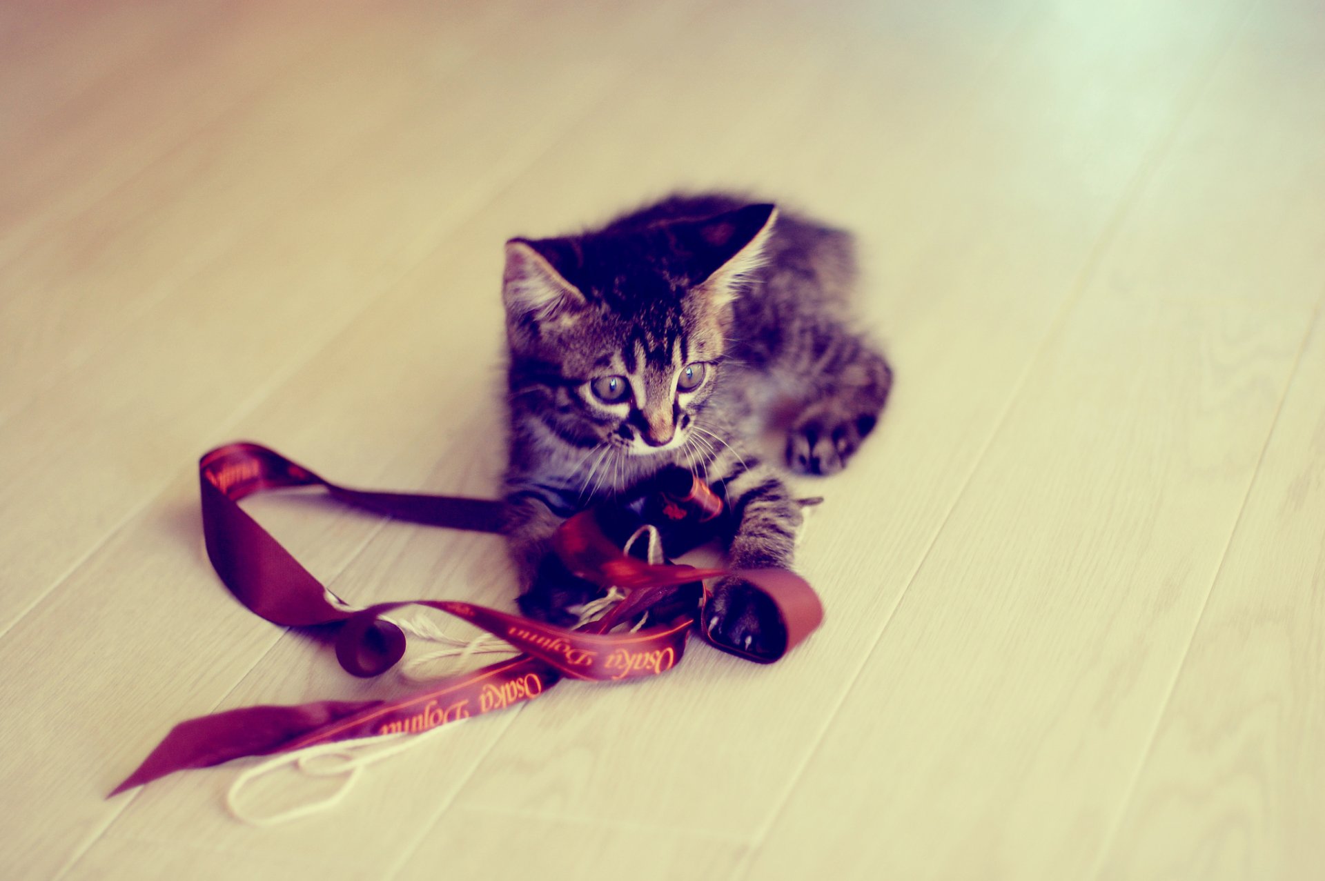 kitten grey striped belt game