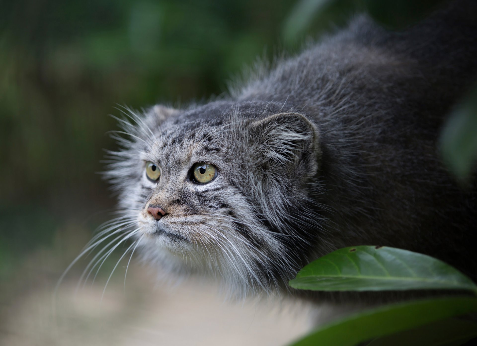 manula manul regard