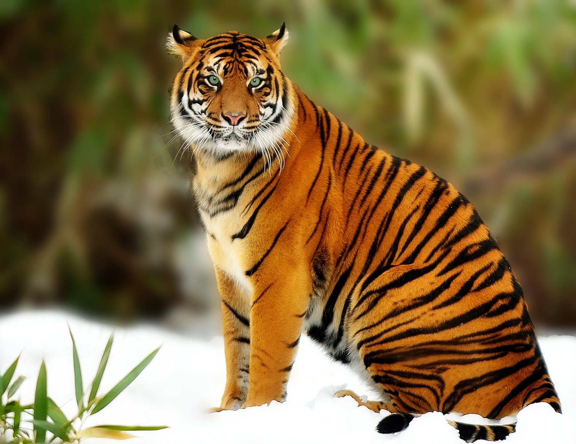 tigre predatore grande gatto