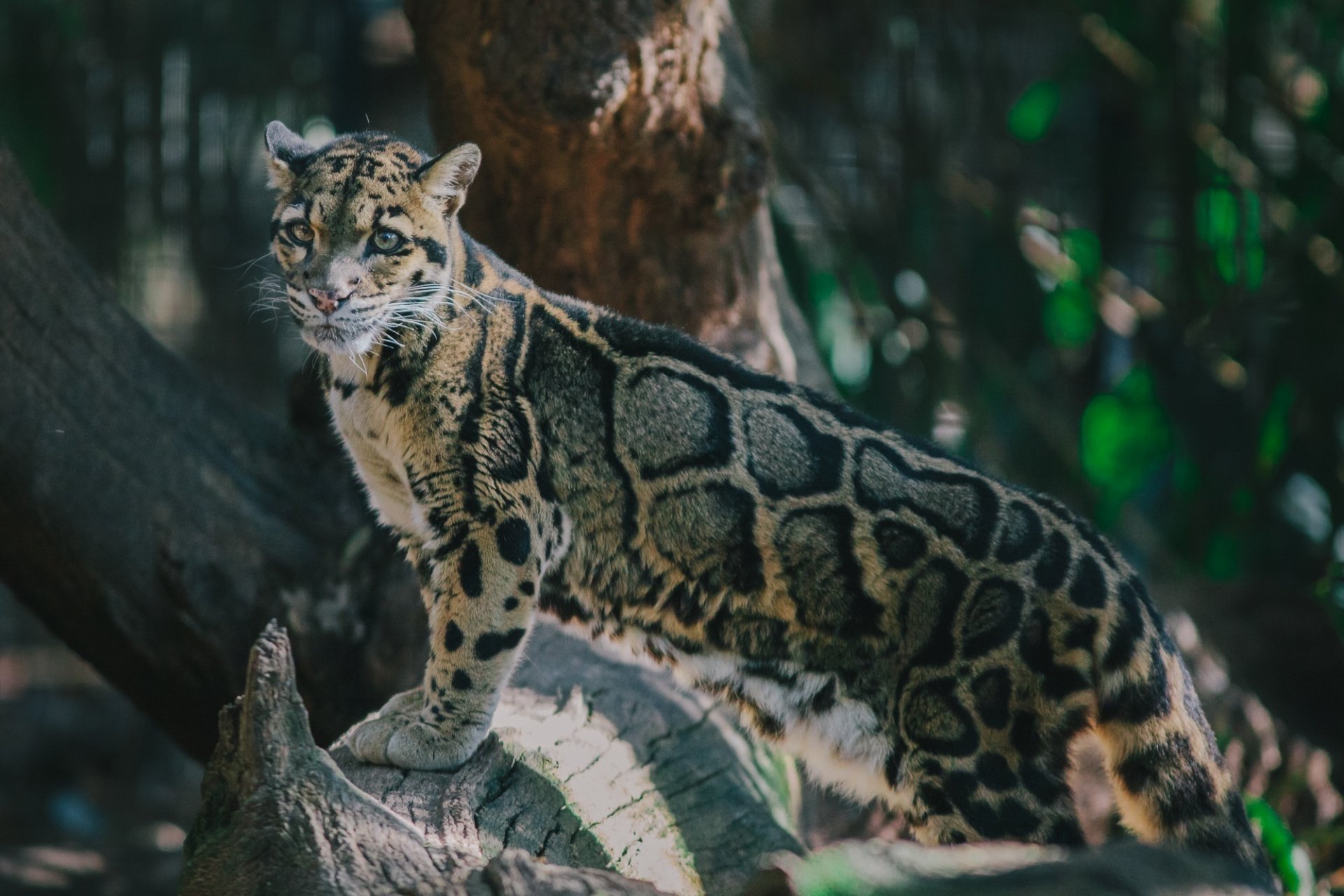 rauchiger leopard wildkatze raubtier flecken pose