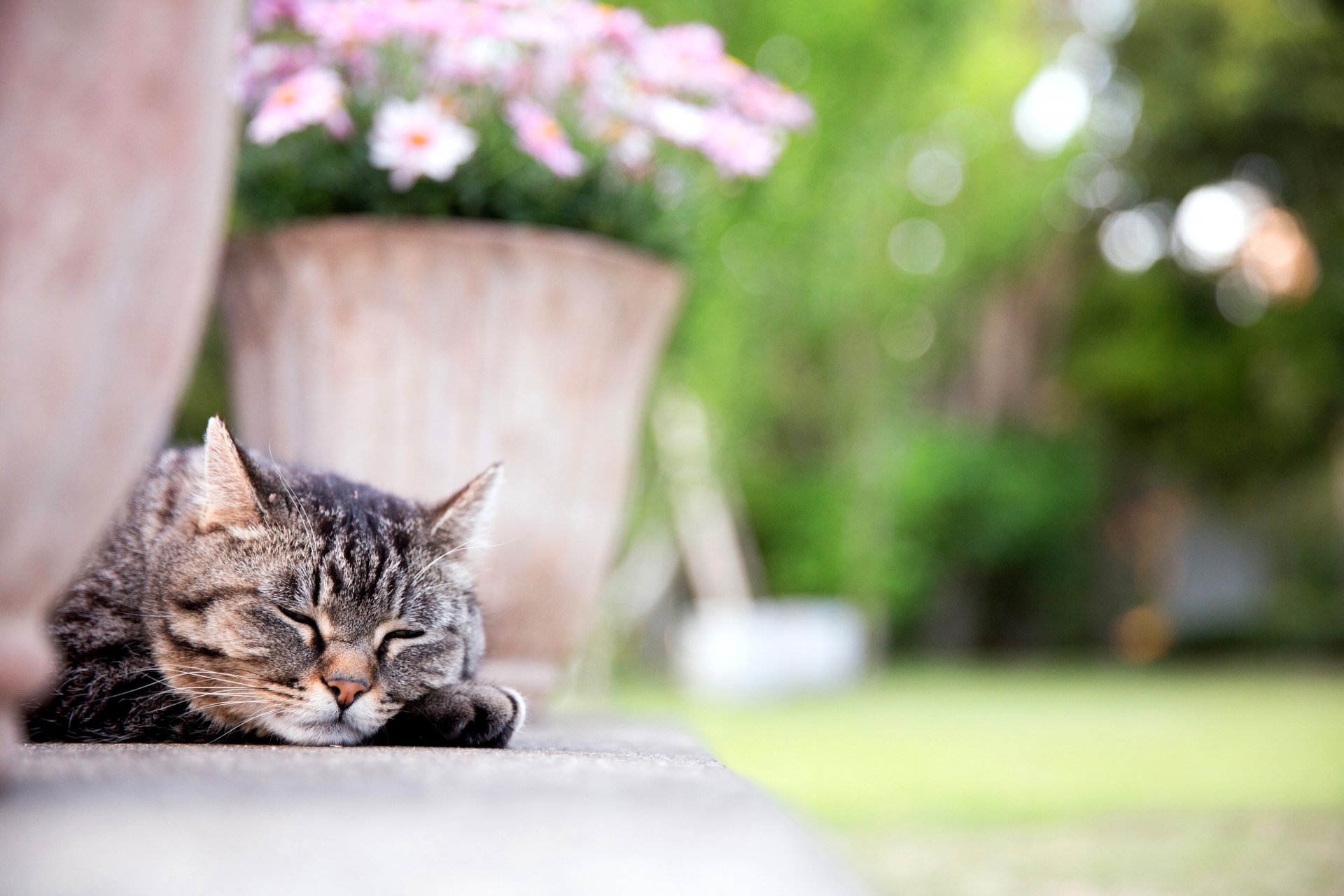 gato gato hocico pata dormir maceta flores