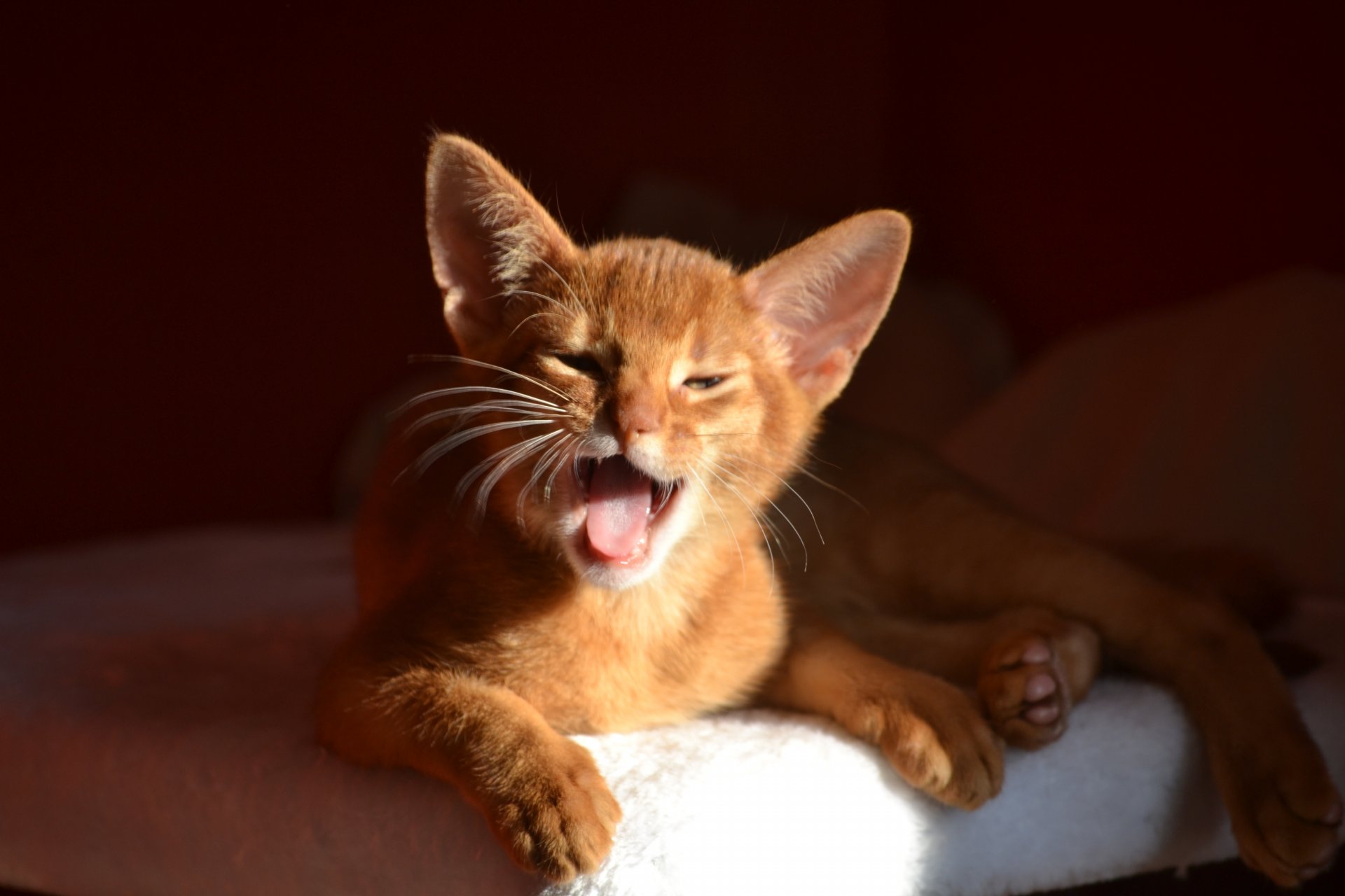 abyssinian cat kitten yawn