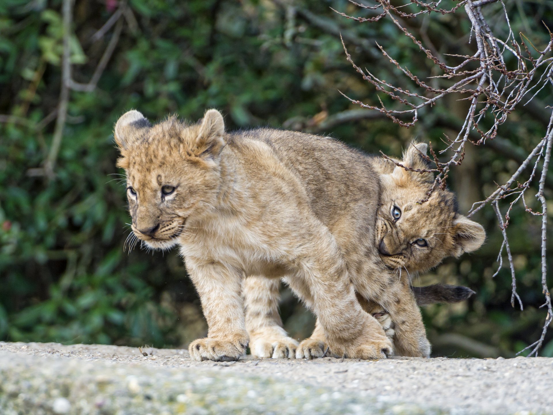 koty lwiątka gałęzie gra para ©tambako the jaguar