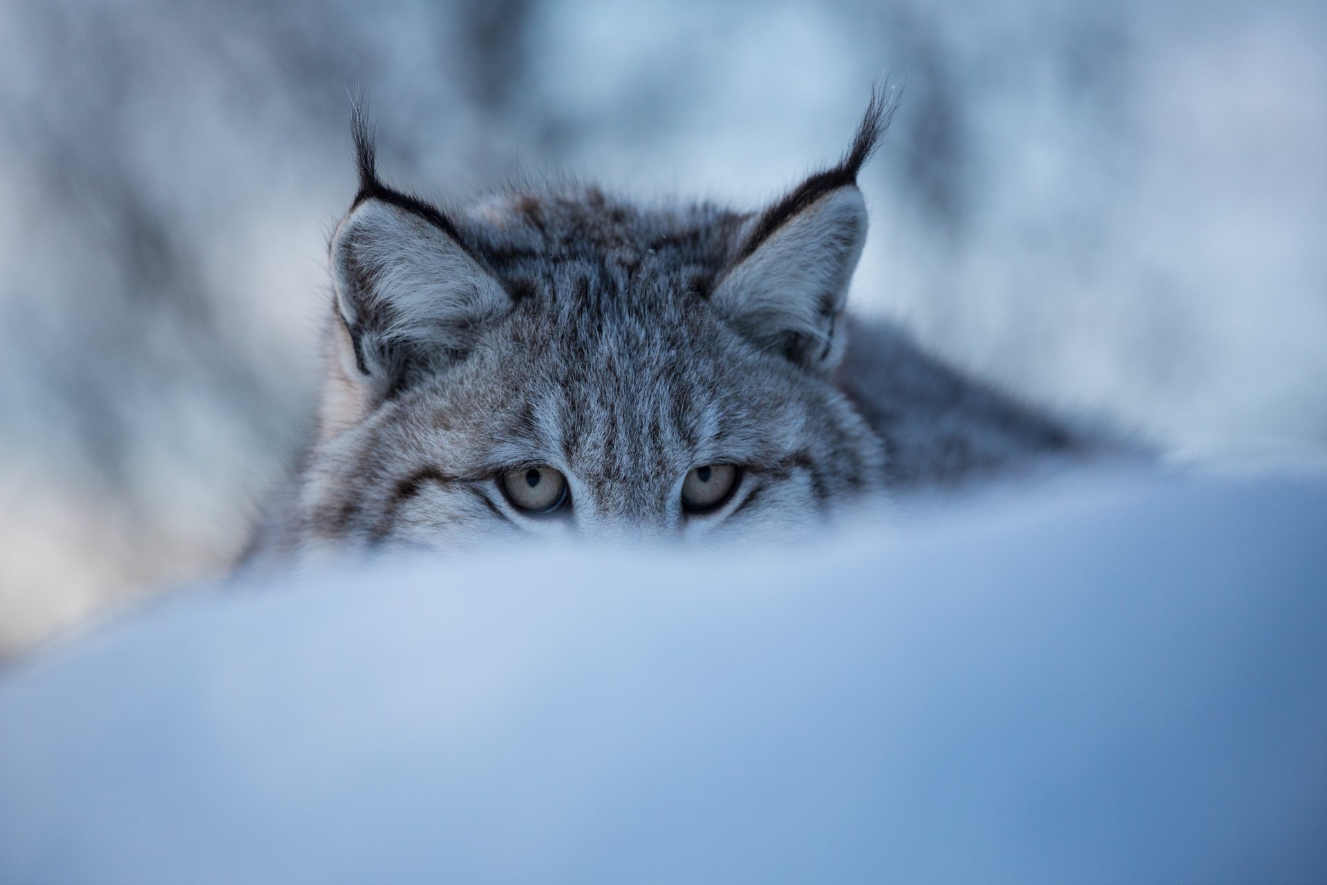 lynx chat sauvage museau yeux hiver neige