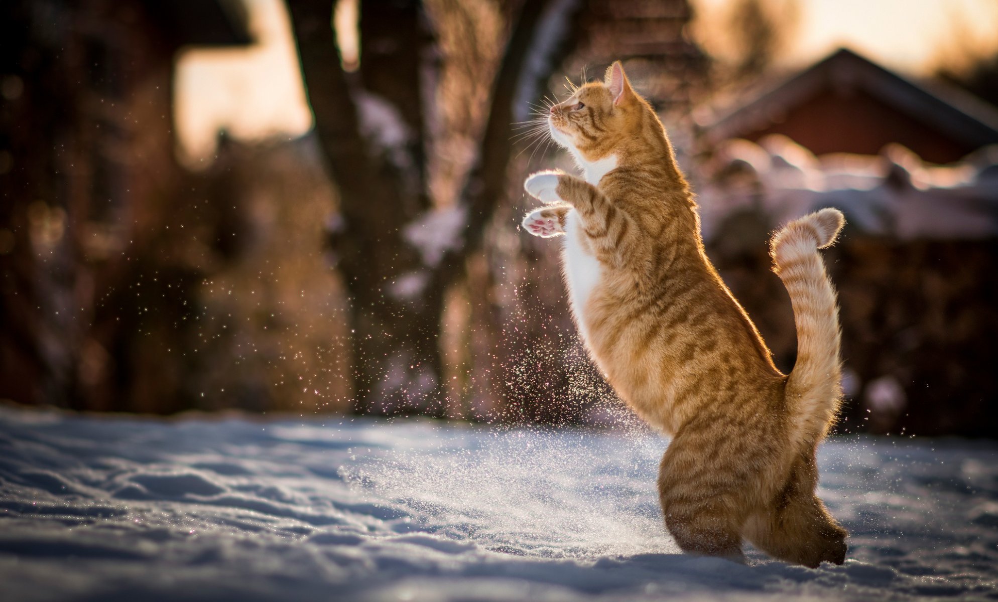 кот рыжий котэ на задних лапах зима снег