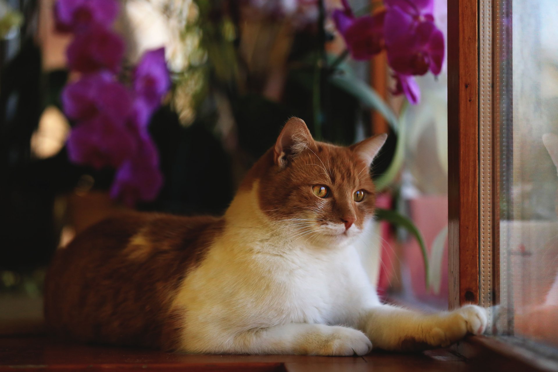 chat roux animal vue se trouve fenêtre cadre fleurs