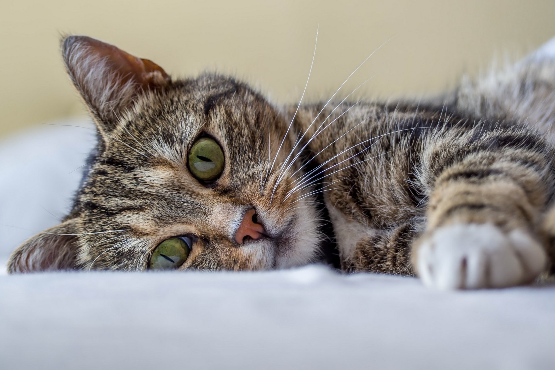 chat chat chaton rayé reste regard