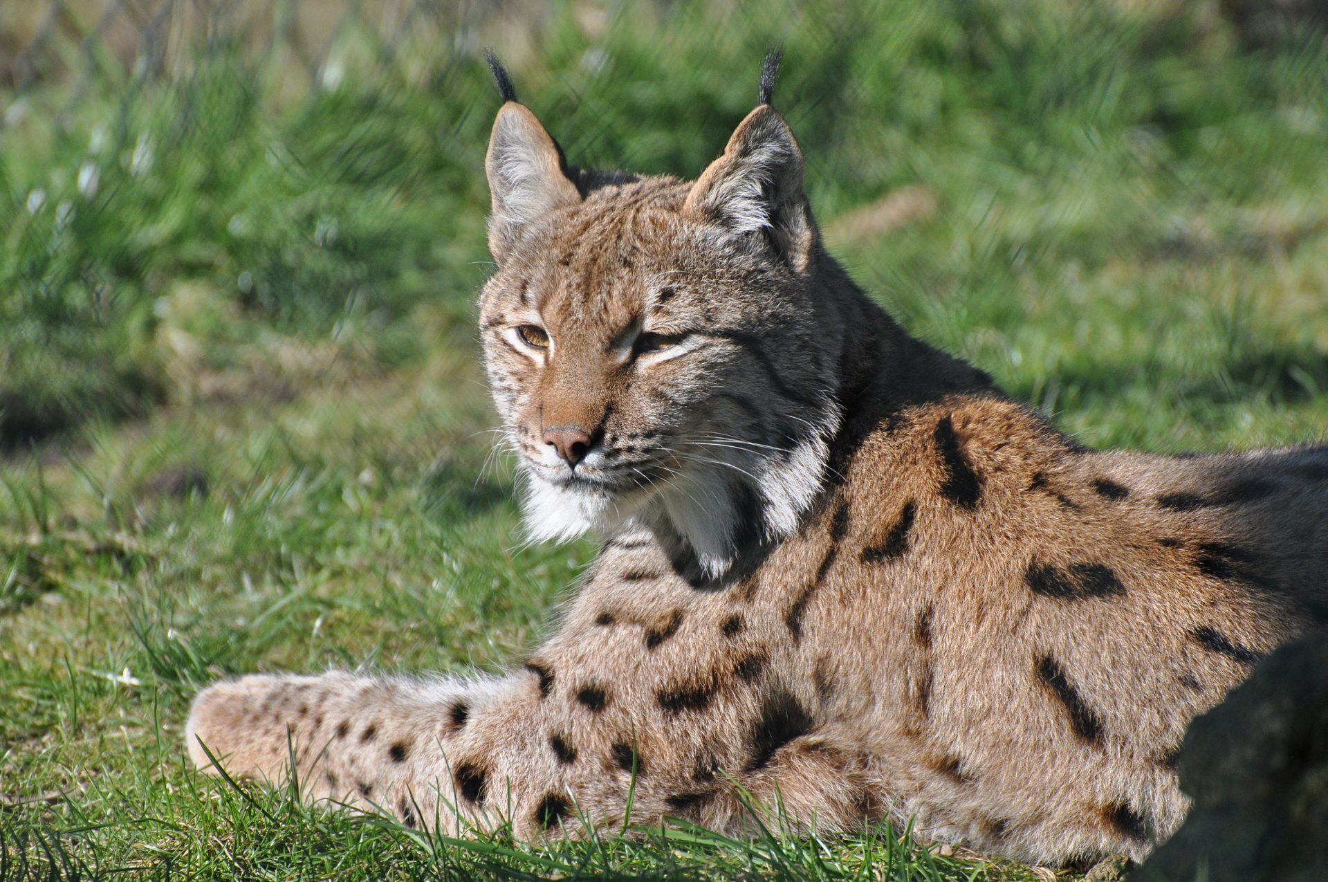 lynx repos museau prédateur