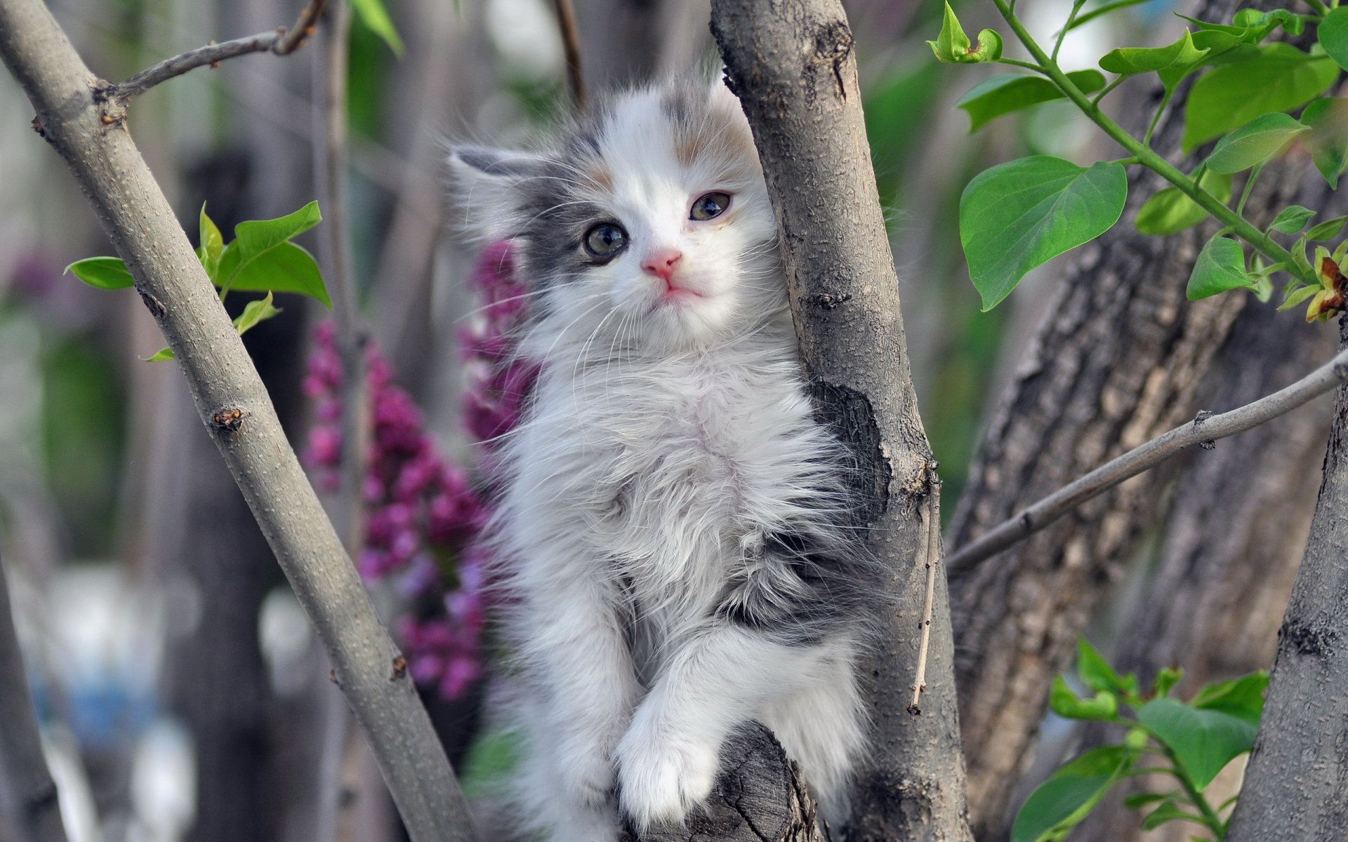 katze baum natur