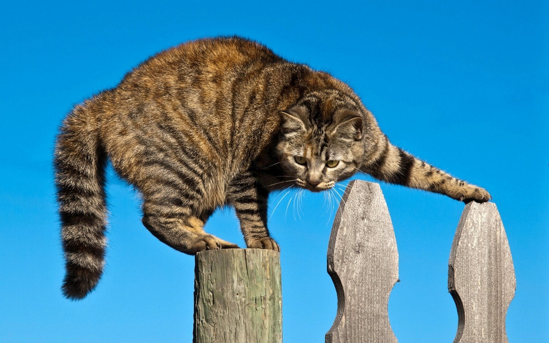 gato cerca situación