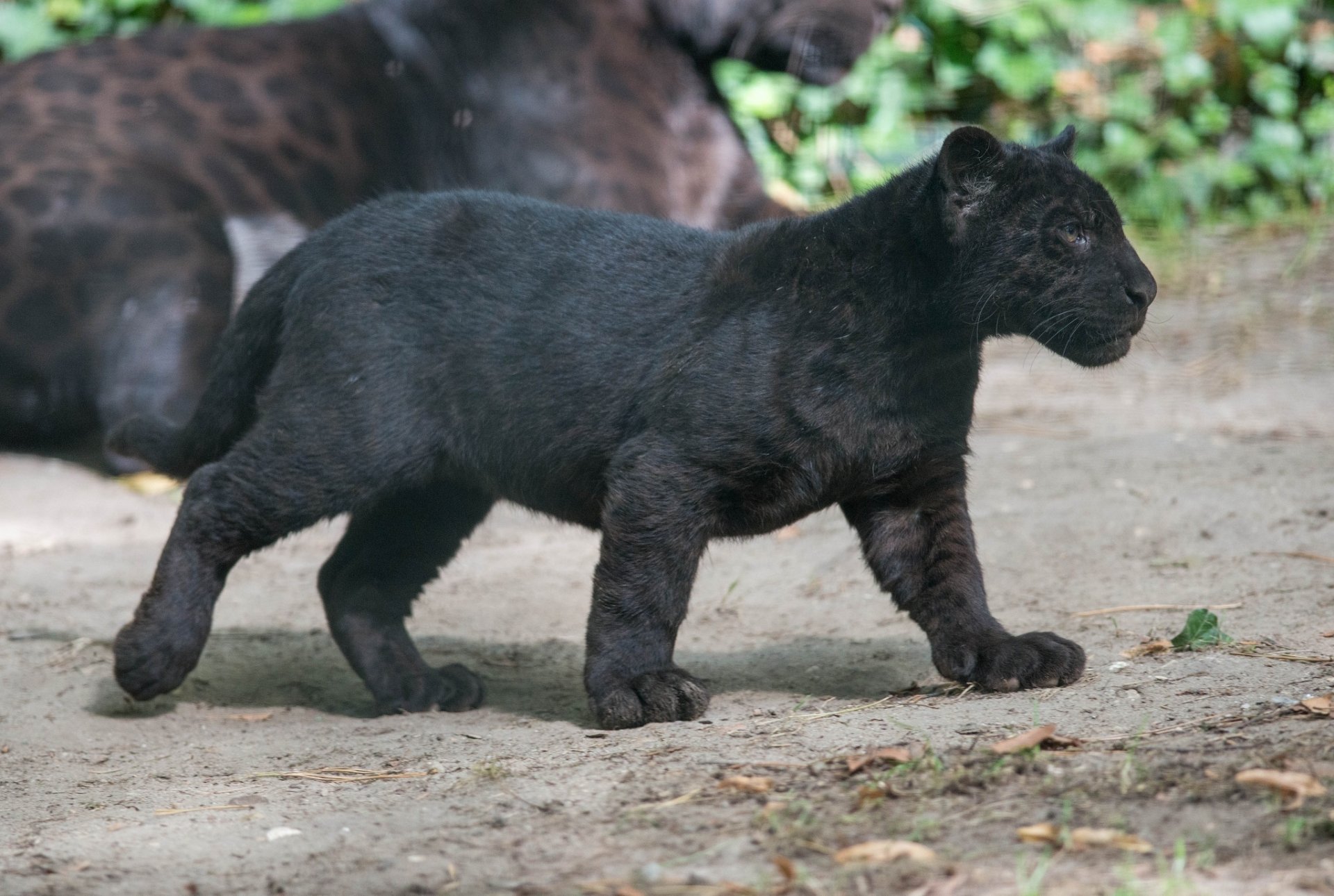 black jaguar panther wild cat predator baby kitten section