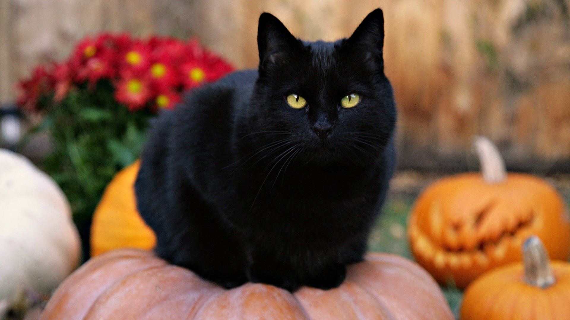 black cat cat pumpkin halloween