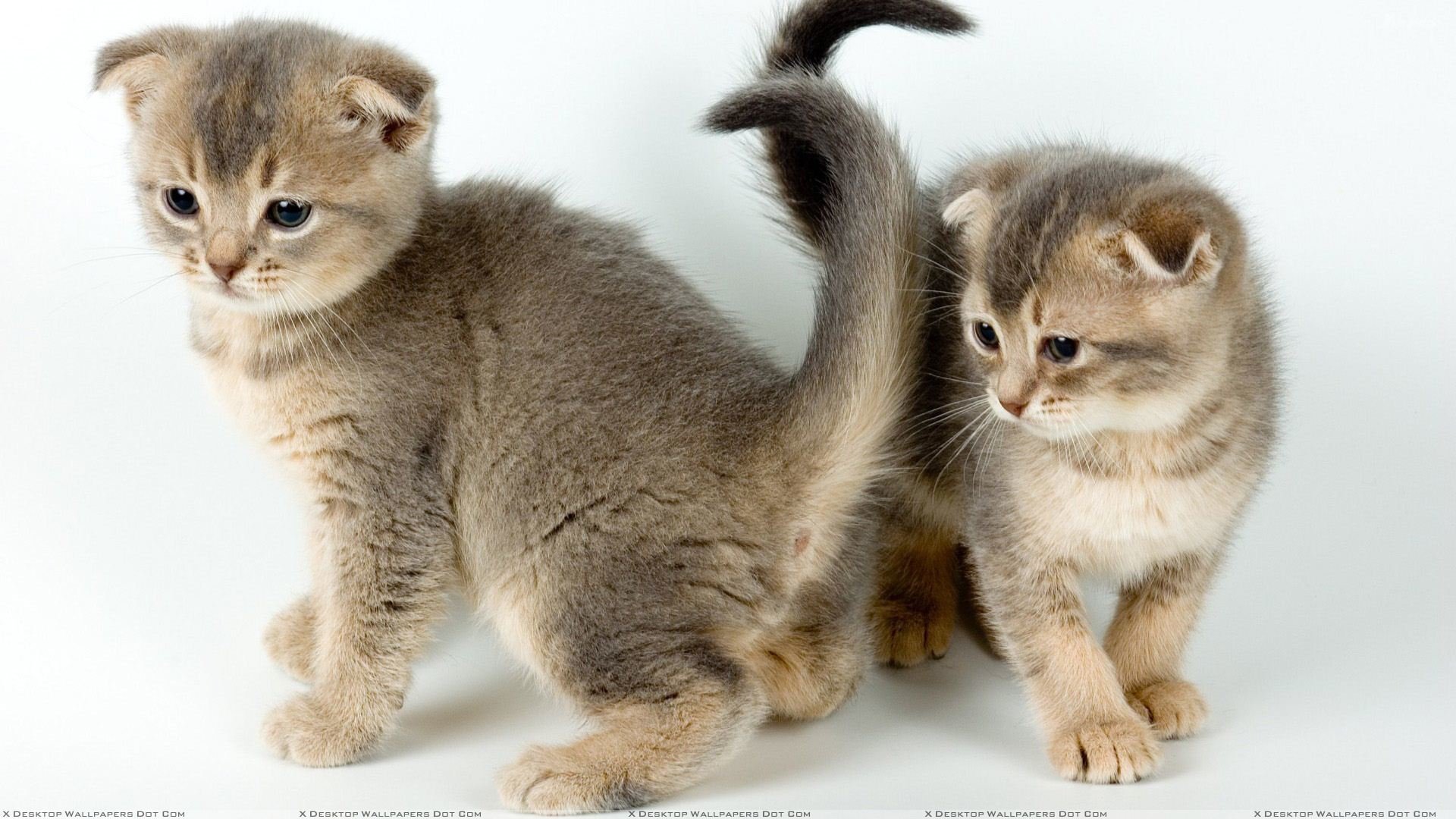 chatons couple tout-petits