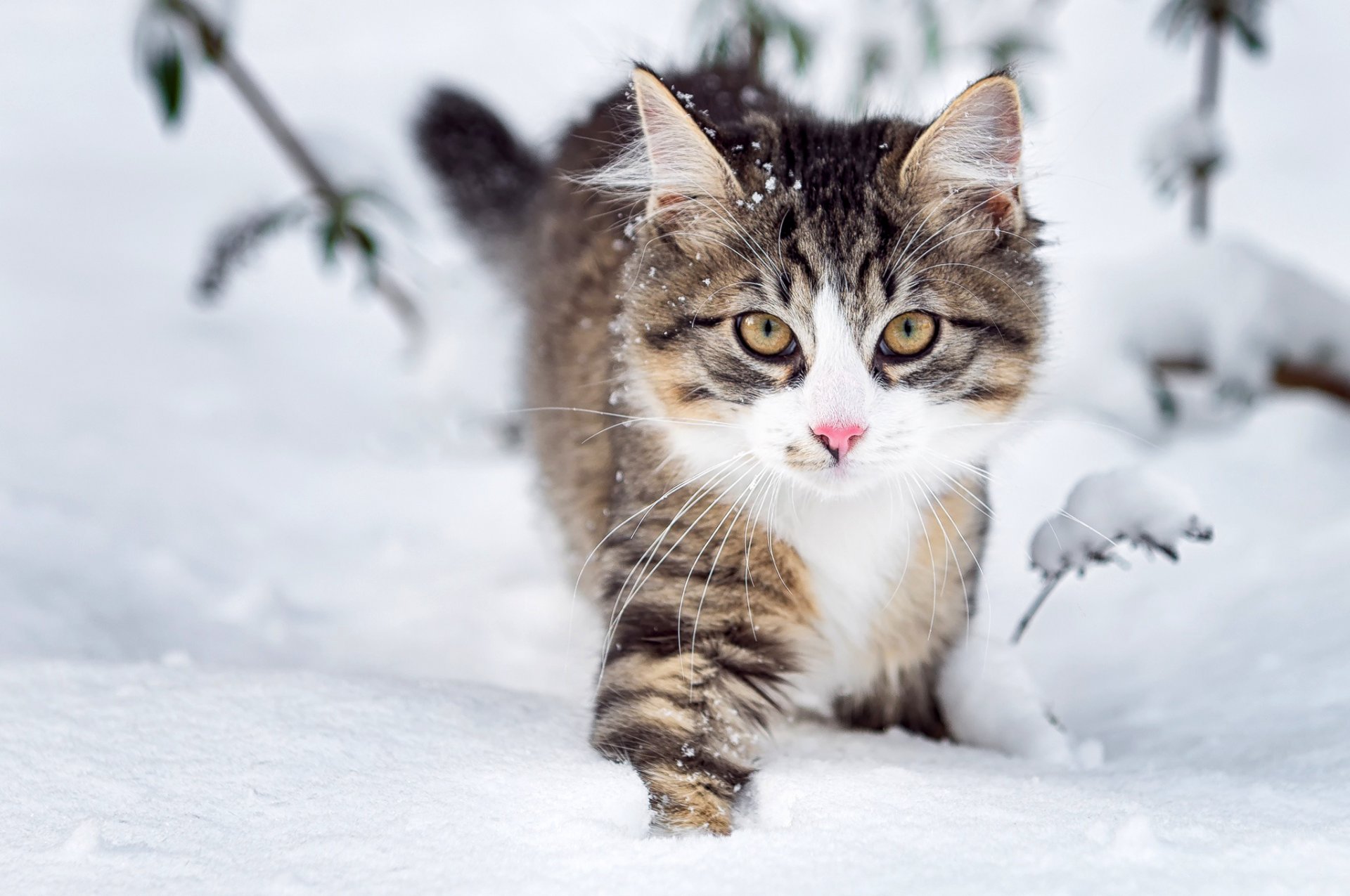 gato peludo hocico mirada nieve invierno naturaleza