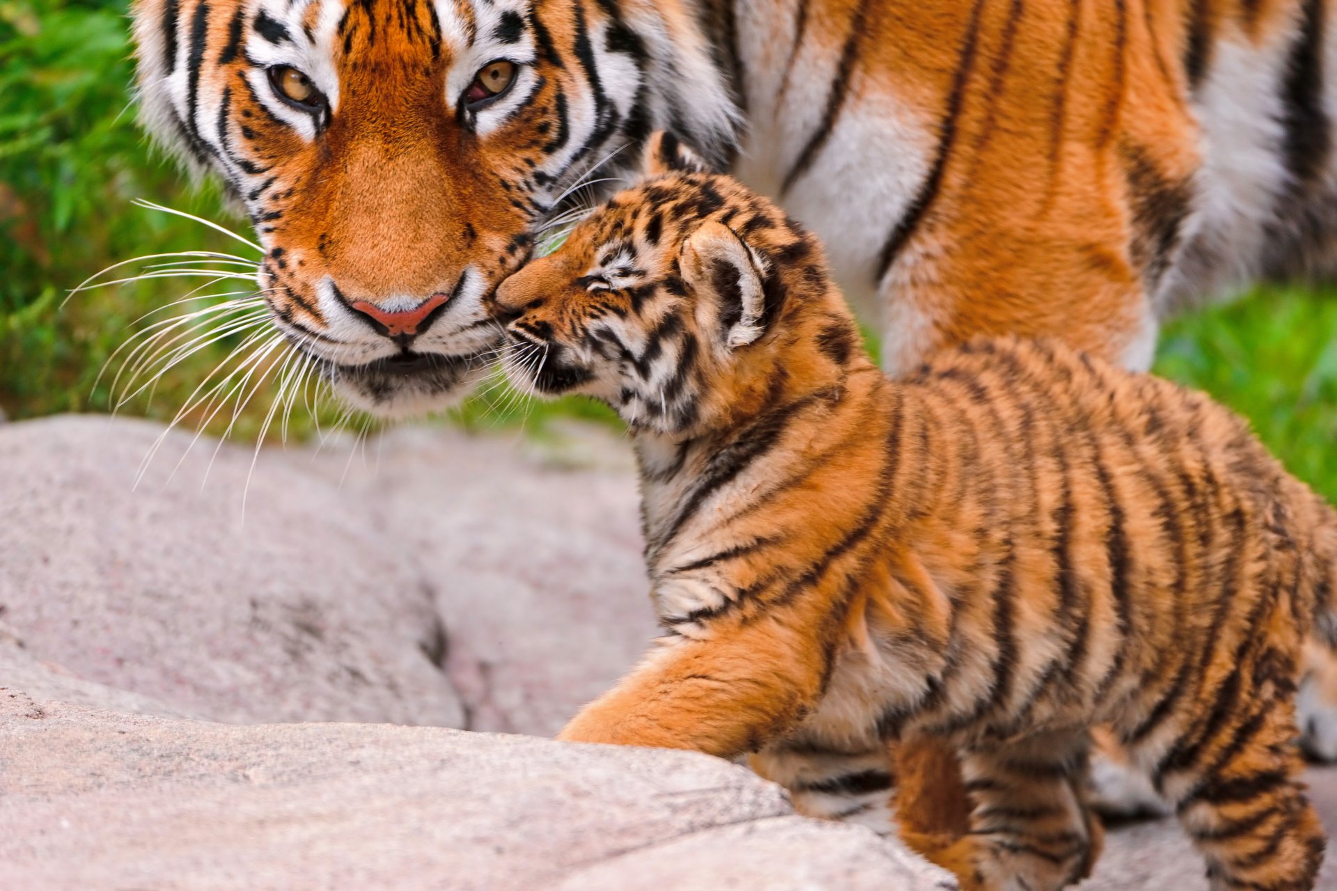 tigre cachorro de tigre animales gato grande tigresa mirada hq fondos de pantalla