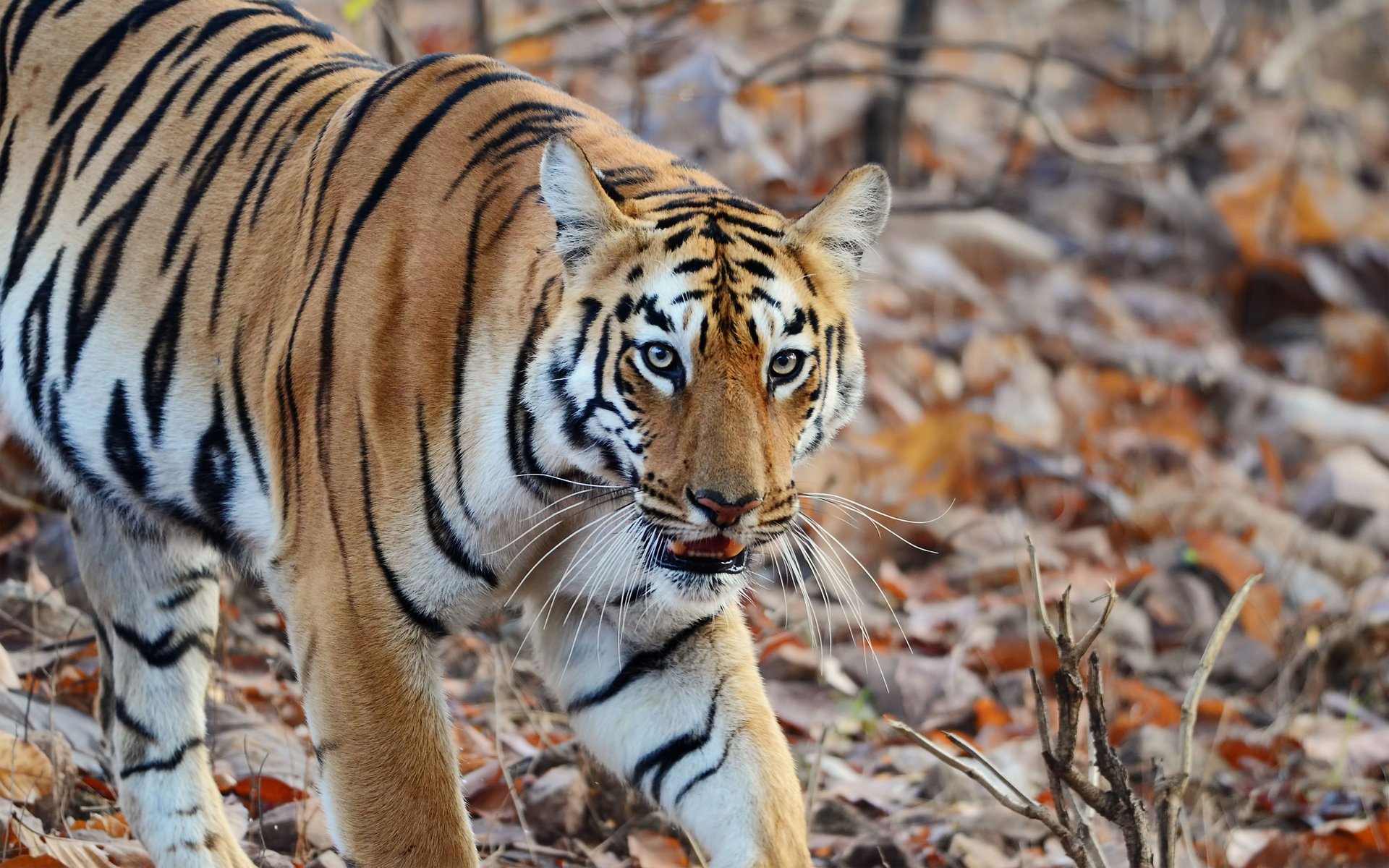 tigre prédateur rayures nature