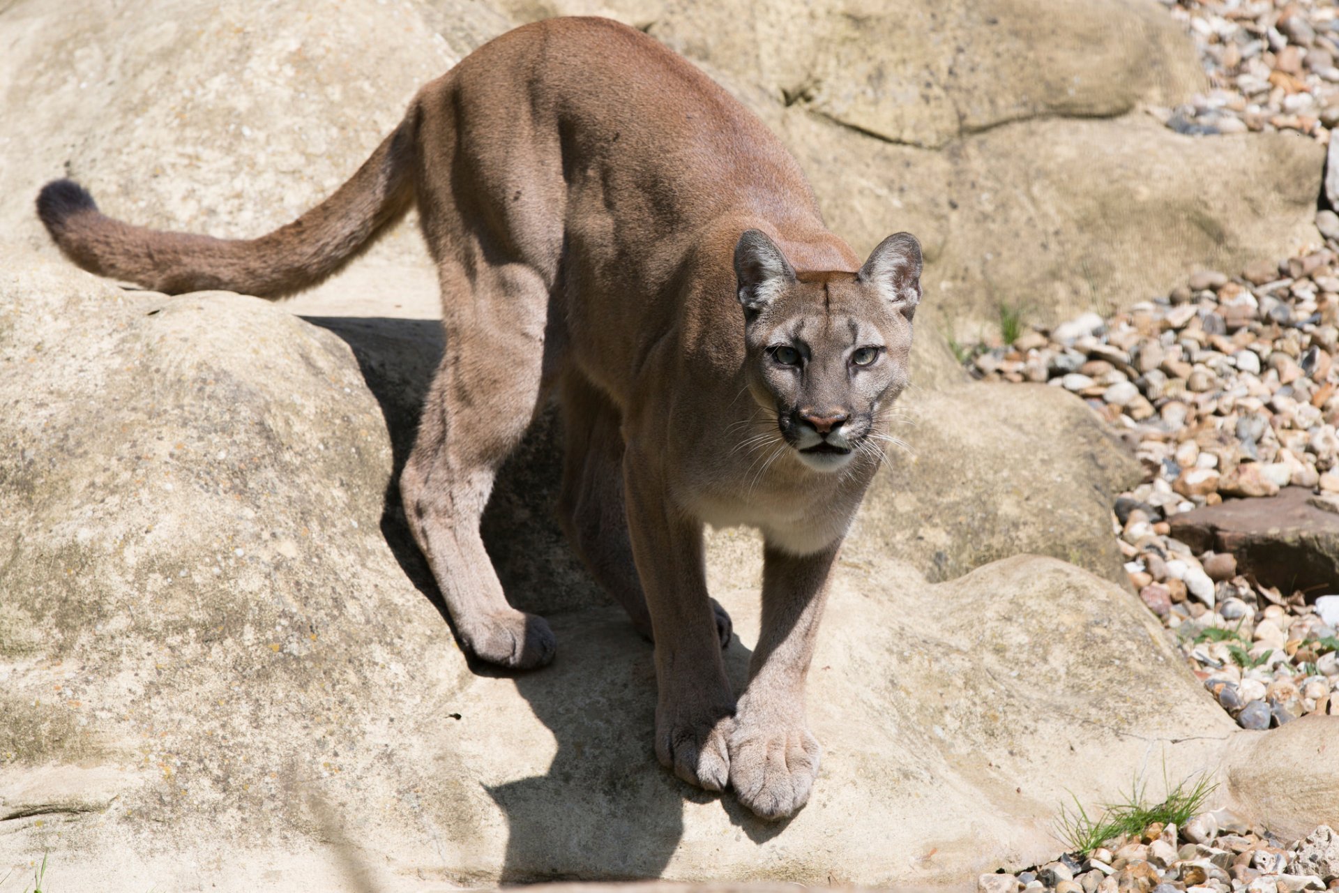 puma vista depredador gatito