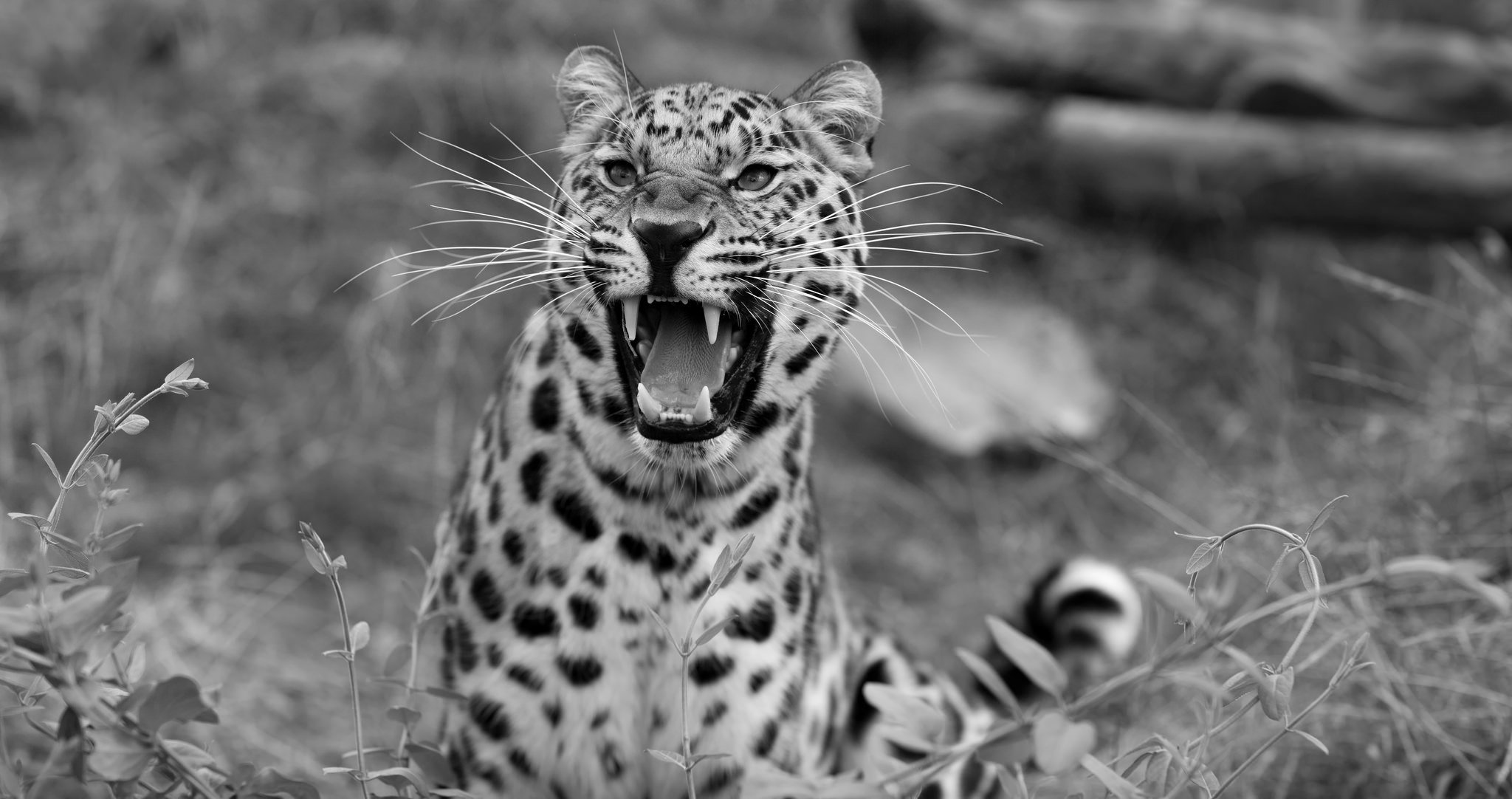 leopardo sorriso fauna selvatica