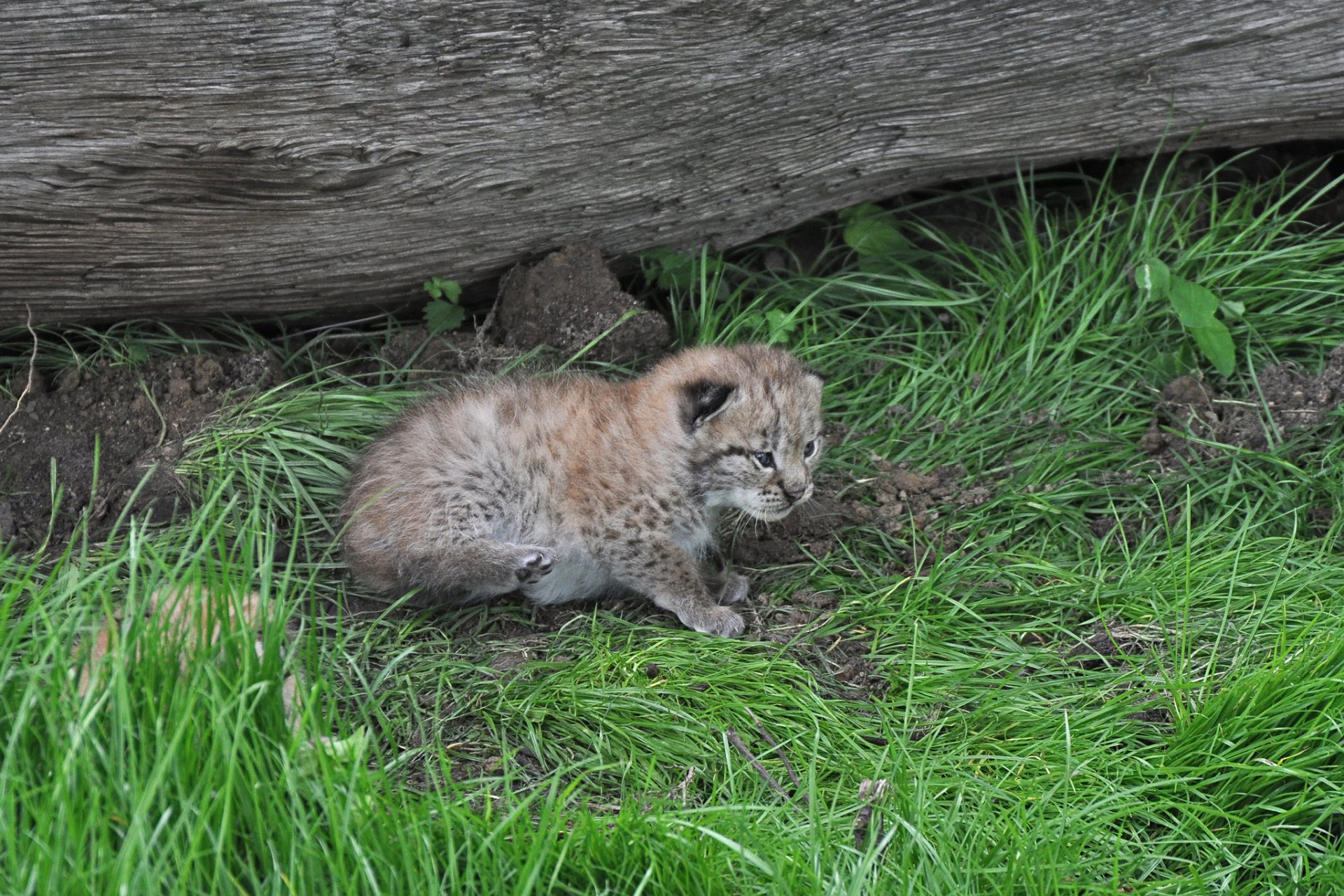 lynx chat chaton herbe journal