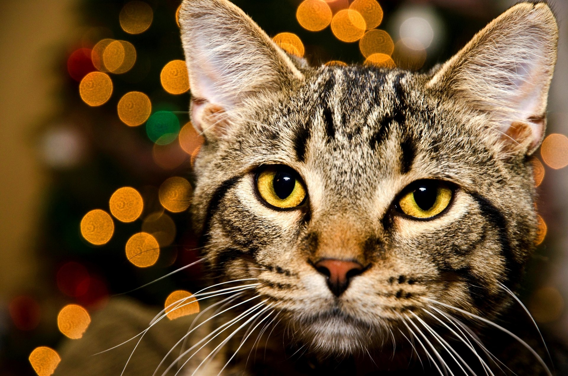 cat cat striped muzzle look eyes bokeh lights yellow