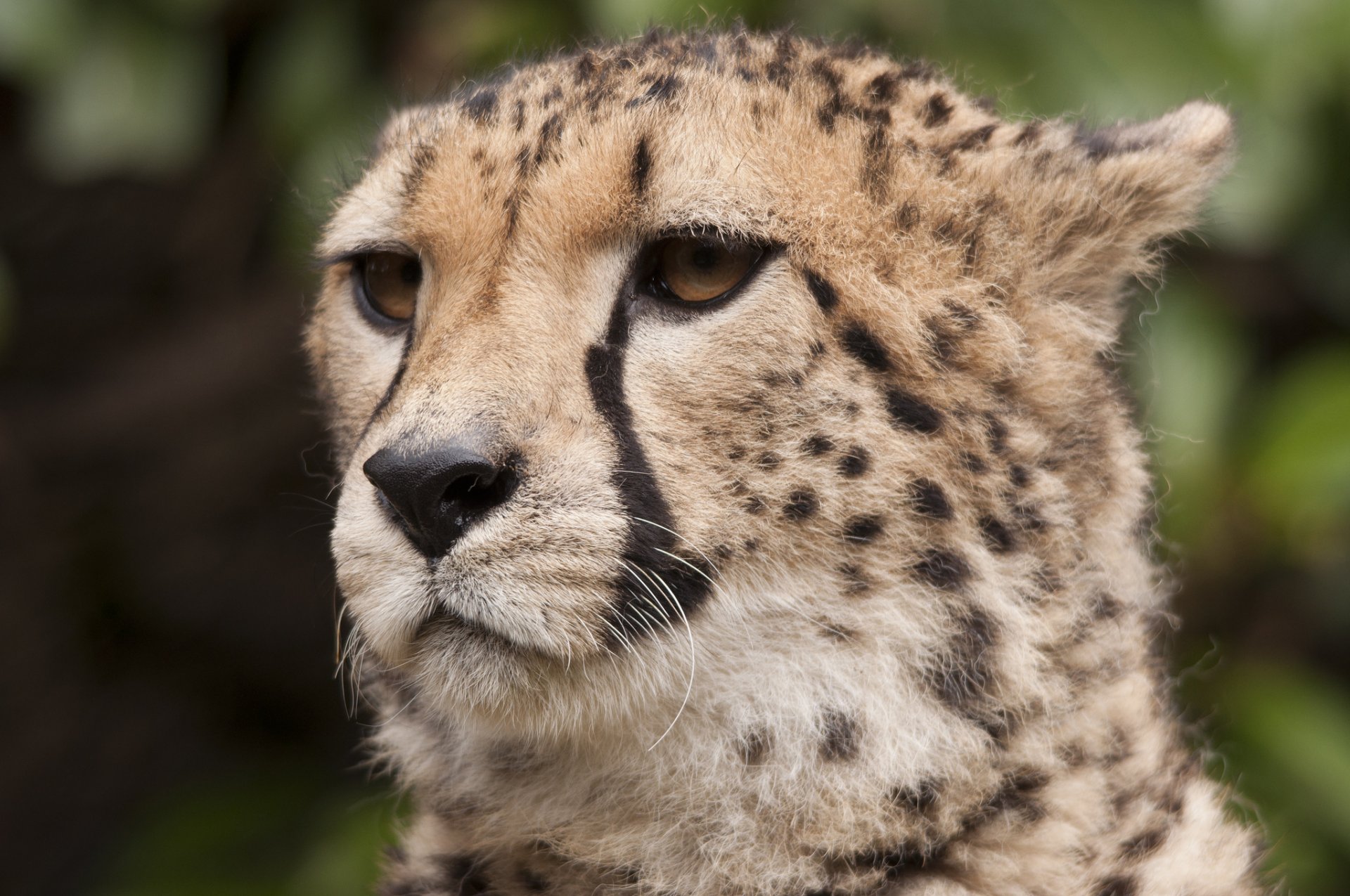 gepard schnauze schnurrbart blick raubtier