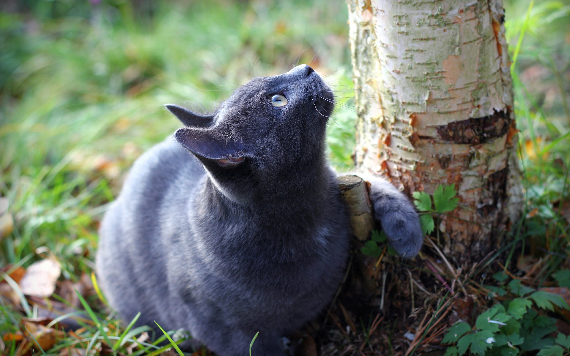 chat arbre tronc terre herbe