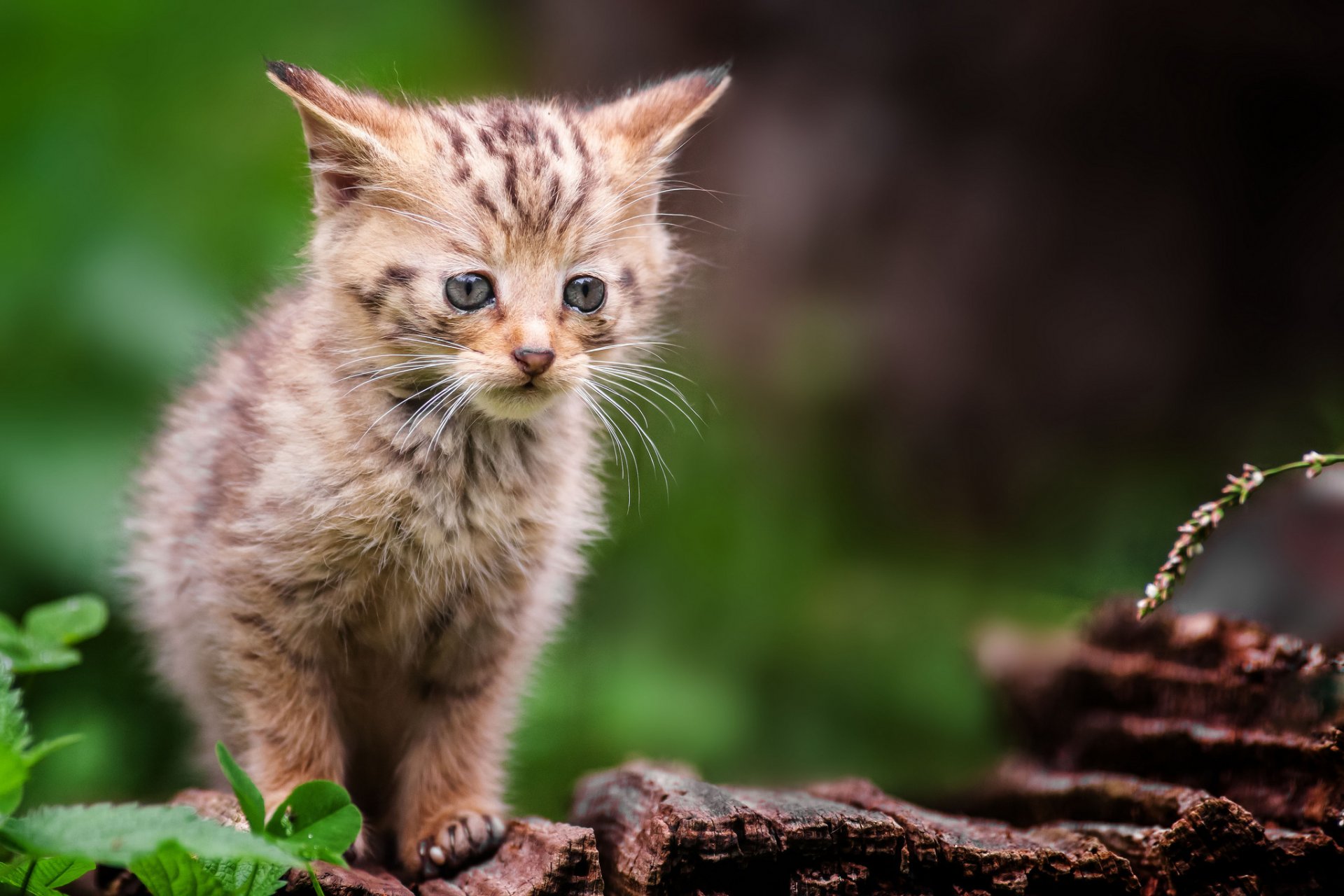 chaton gris sauvage forêt