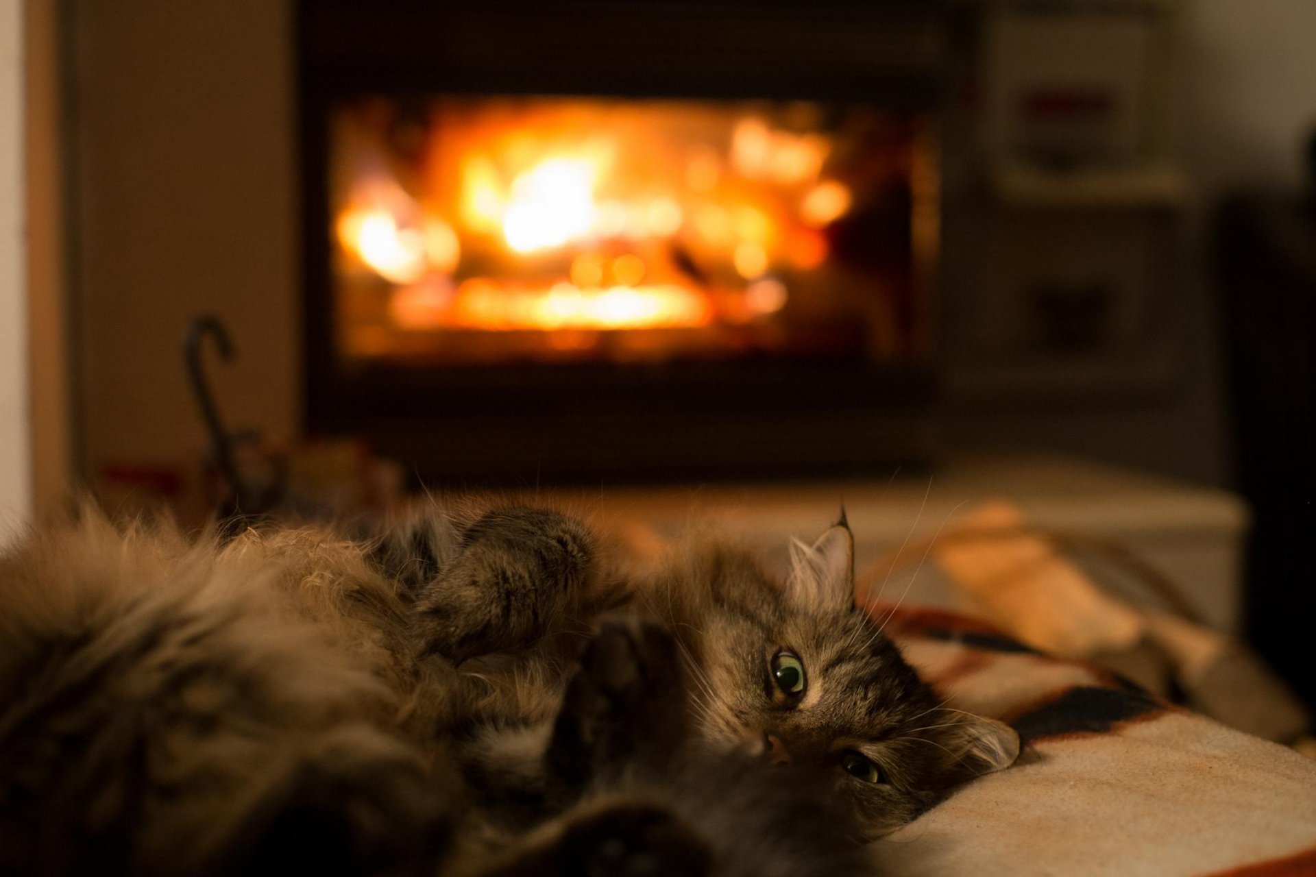 animal gato lana patas ojos verdes mentira habitación calor chimenea