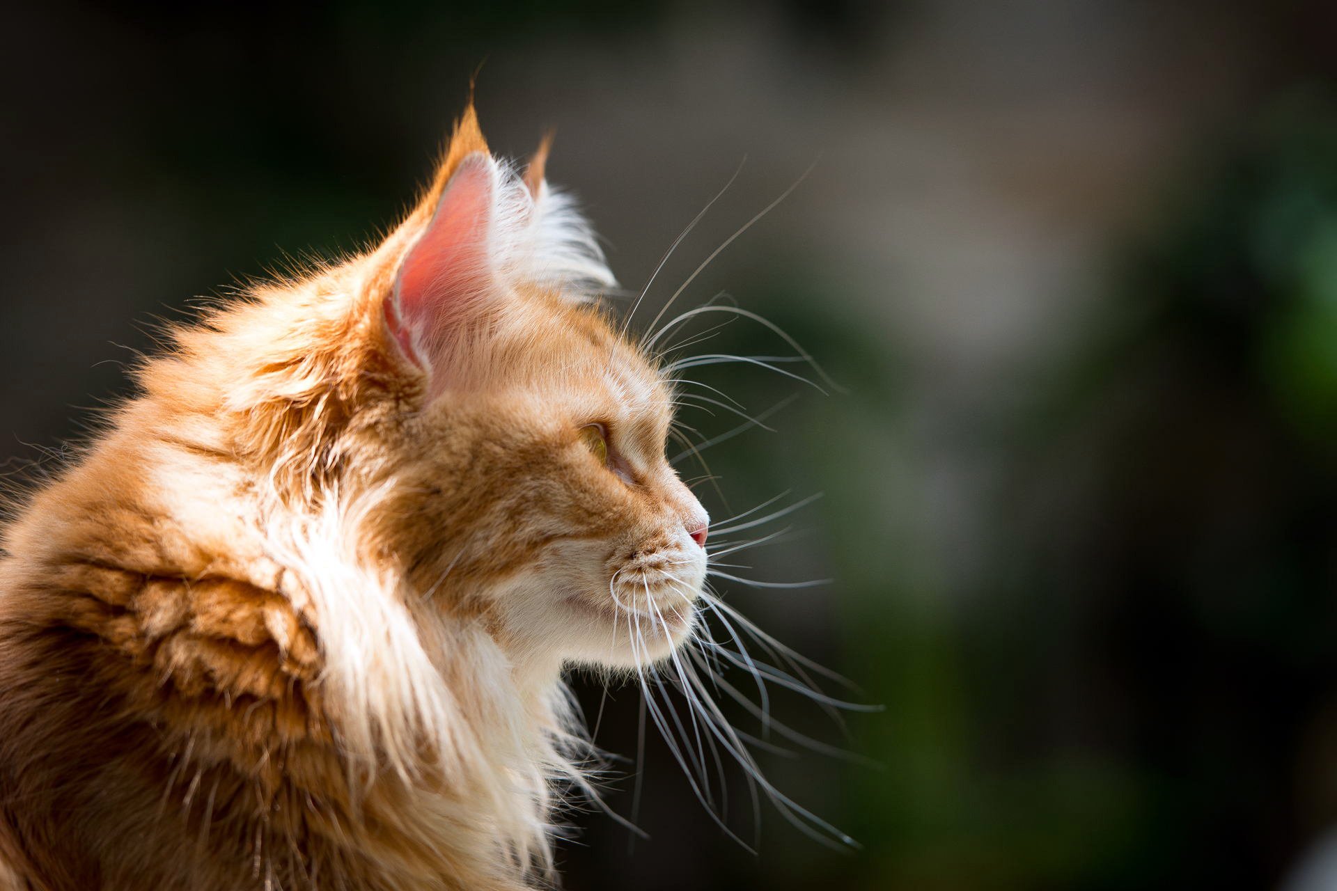 maine coon cat red face mustache section