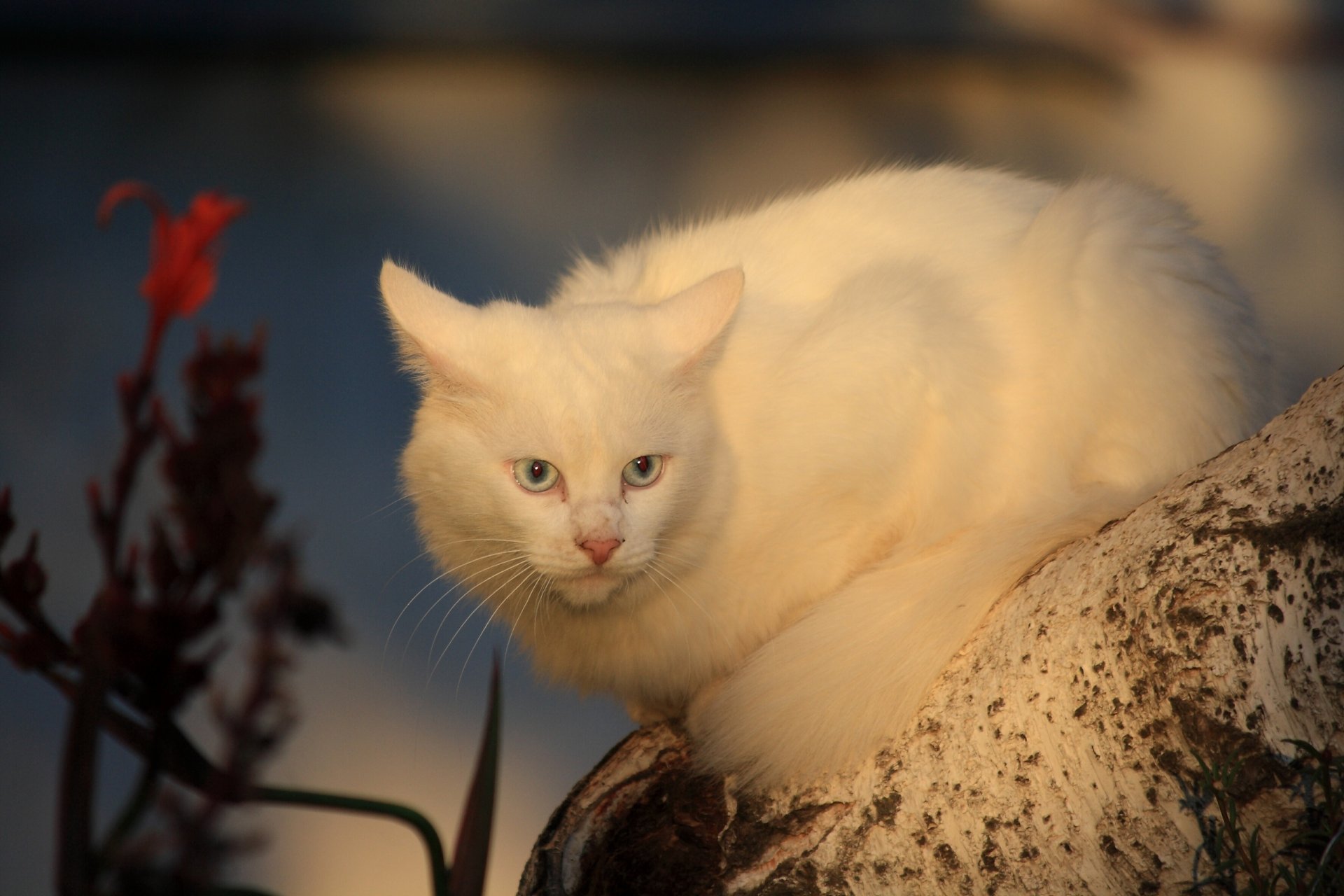 chat blanc chat chienne