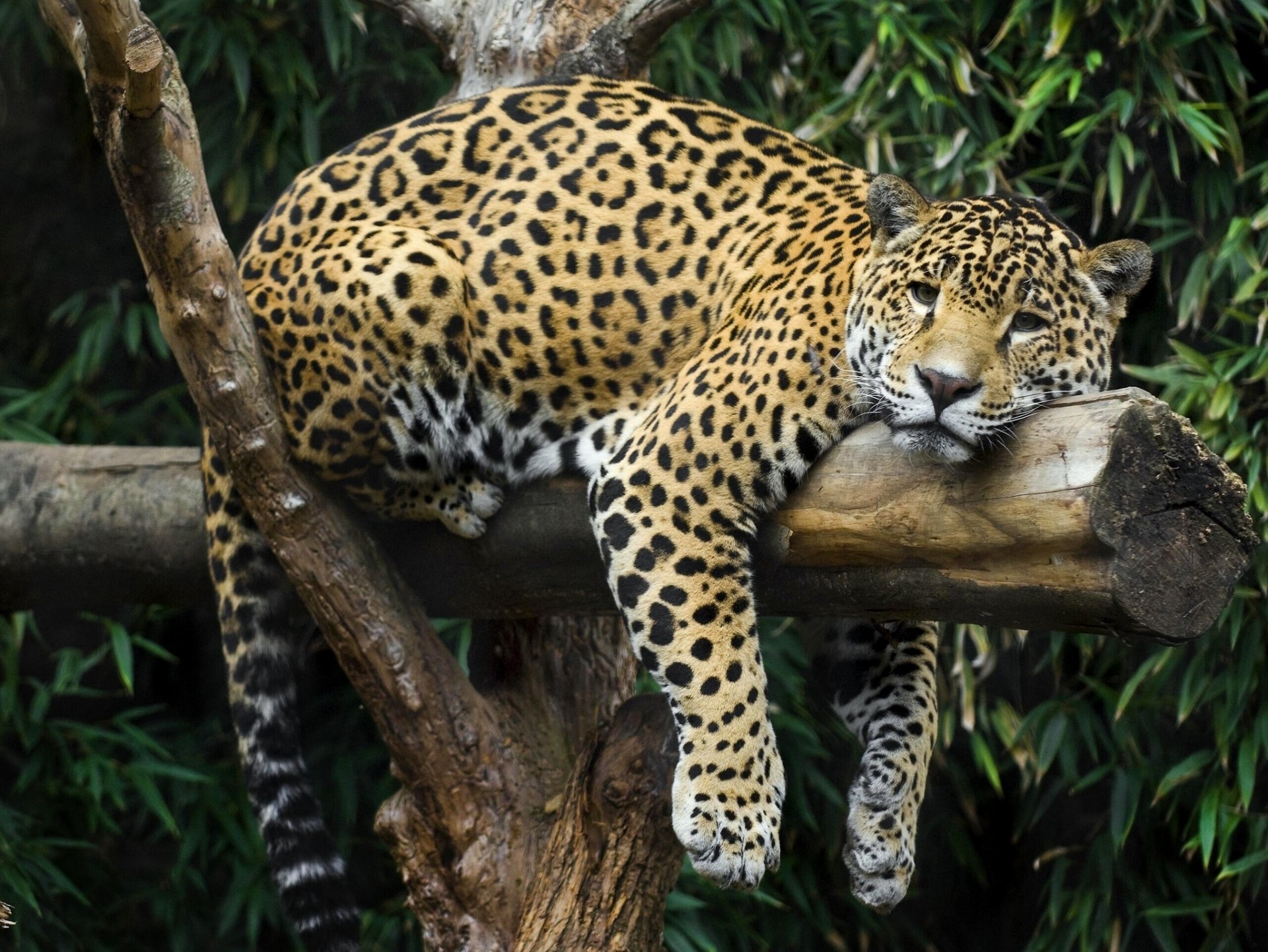 jaguar repos relax bûche