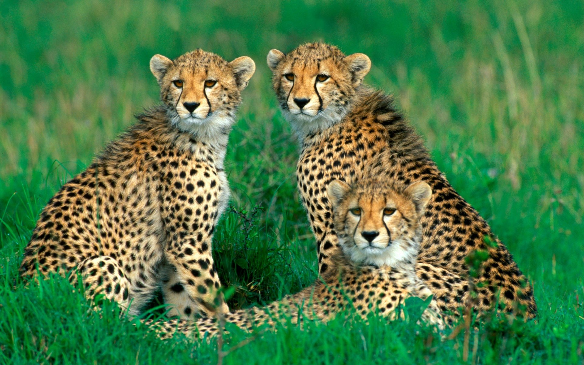 cheetahs family gra