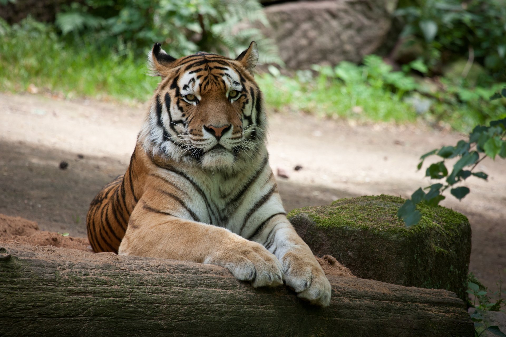 tiger amur katze baumstamm stein moos