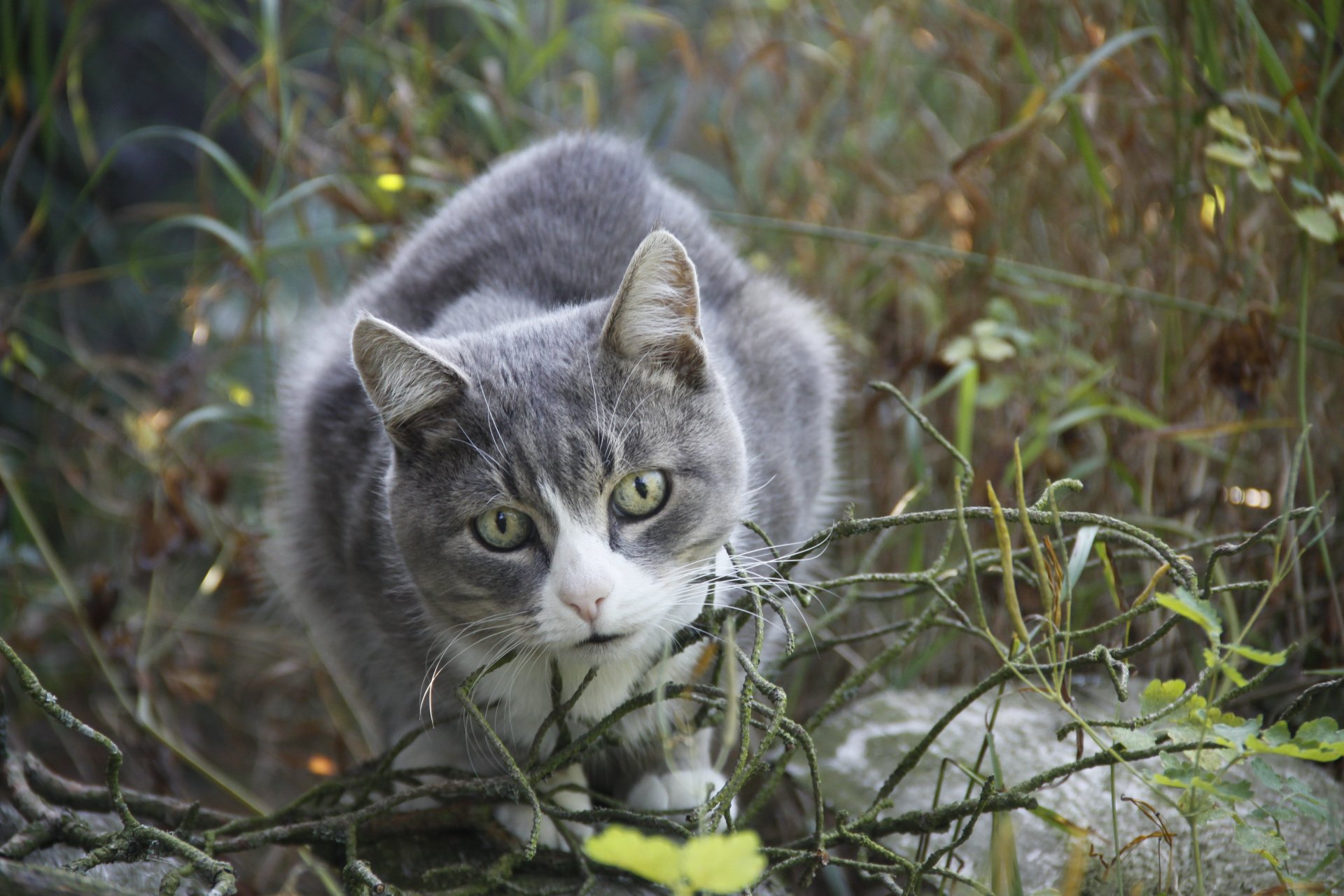 tiere tier hintergrund tapete katze blick katze spaziergang dorf sommer