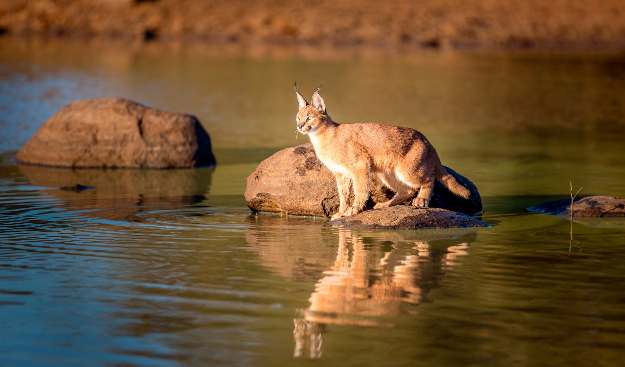 caracal faune réflexion