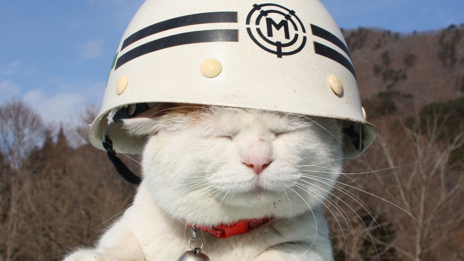 cat white helmet mood