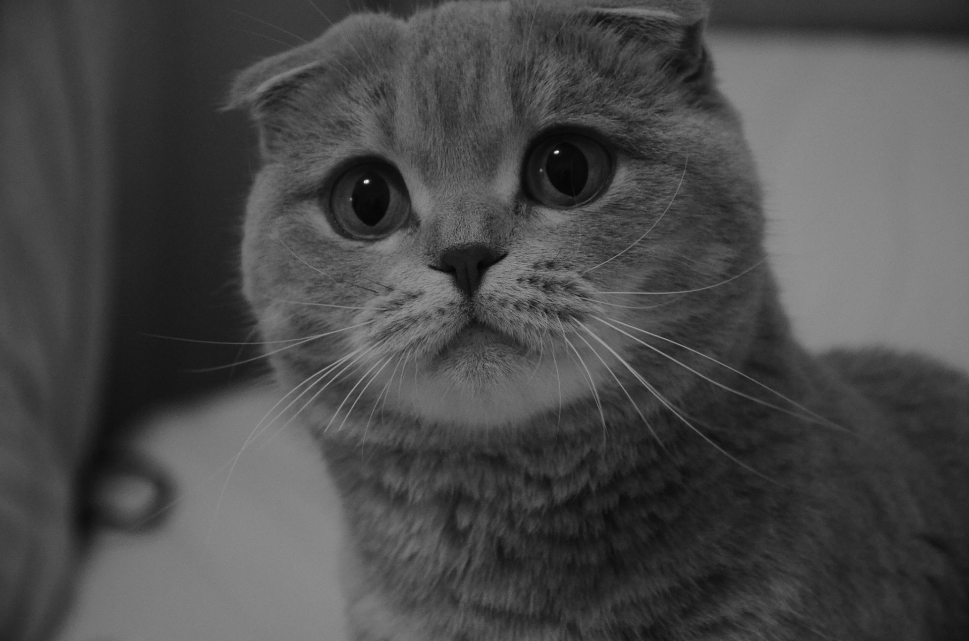 cottish fold scottish fold eyes gaze