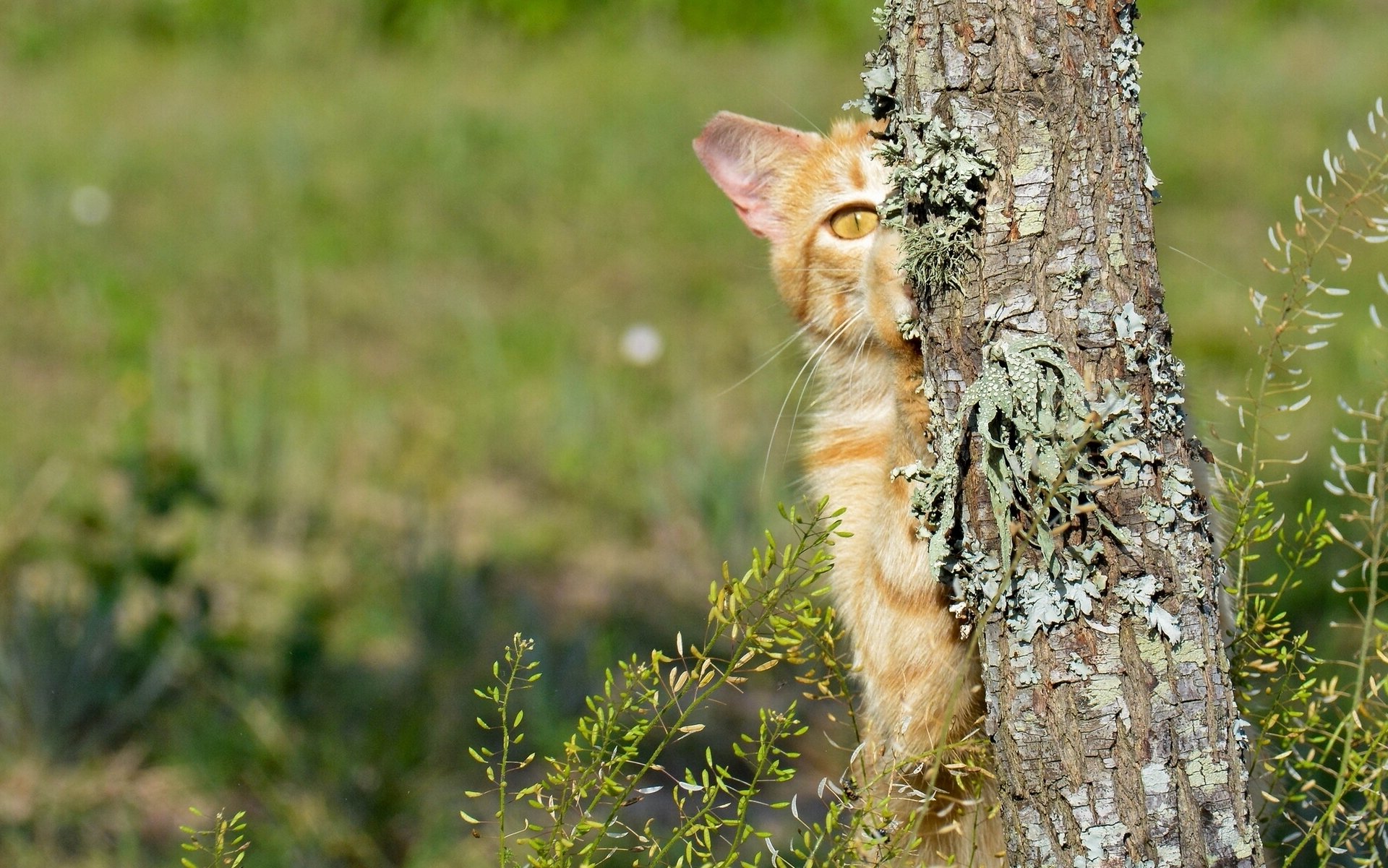 chat chat arbre