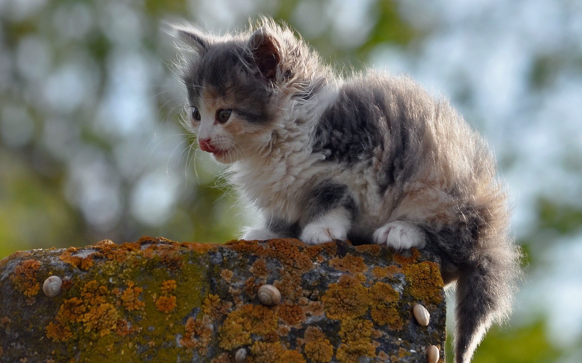 chat nature fond