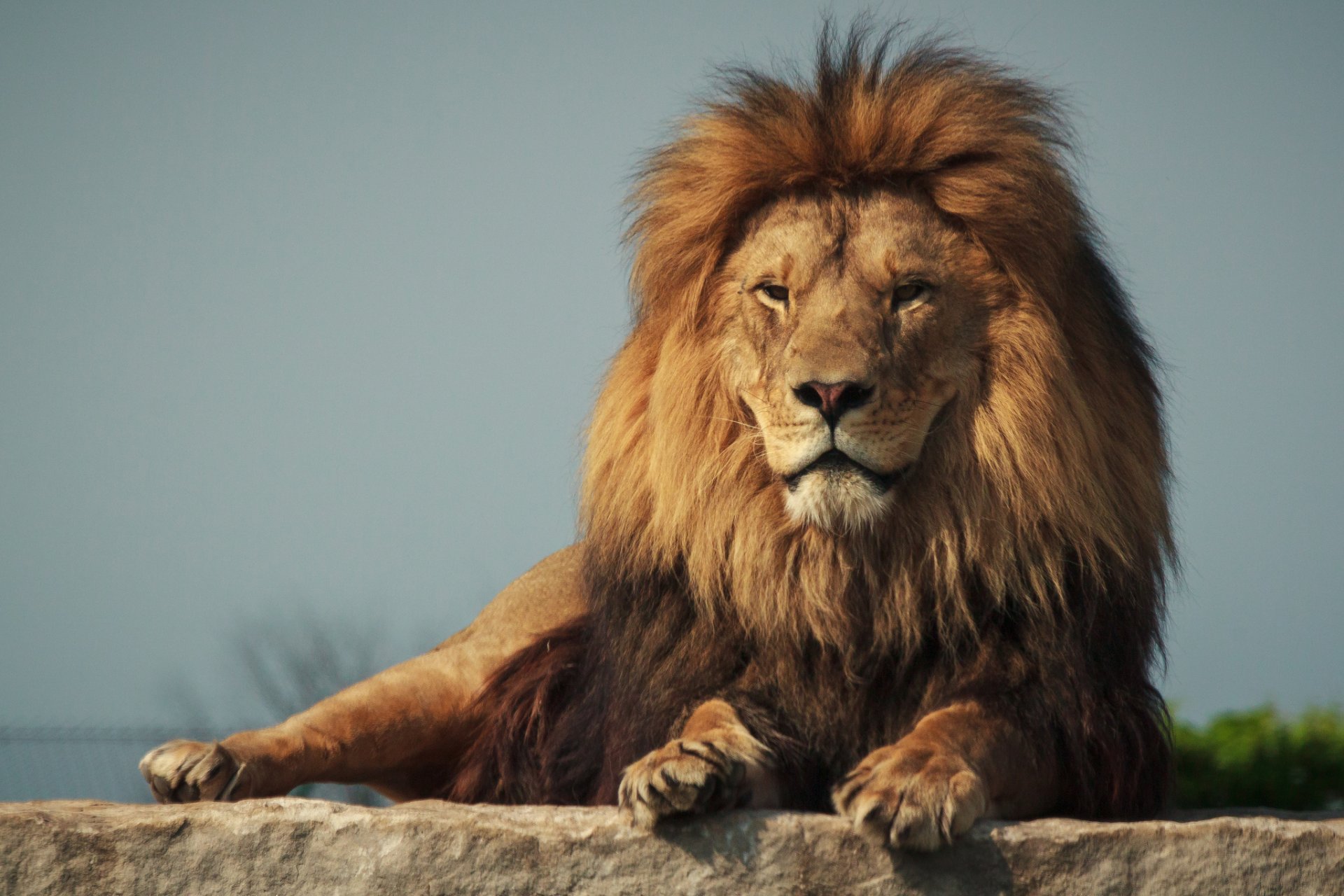 lion chat prédateur crinière fond