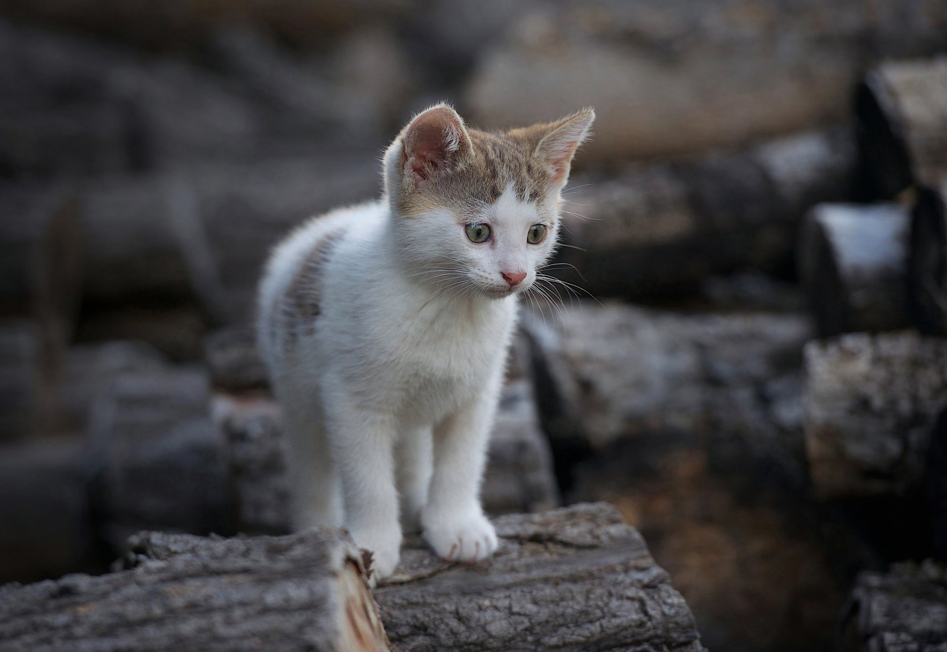 bûches bois de chauffage chaton