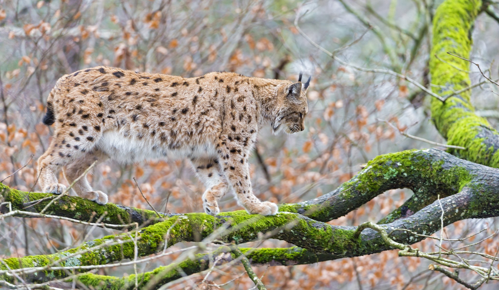 lince gatto albero ramo muschio ©tambako the jaguar